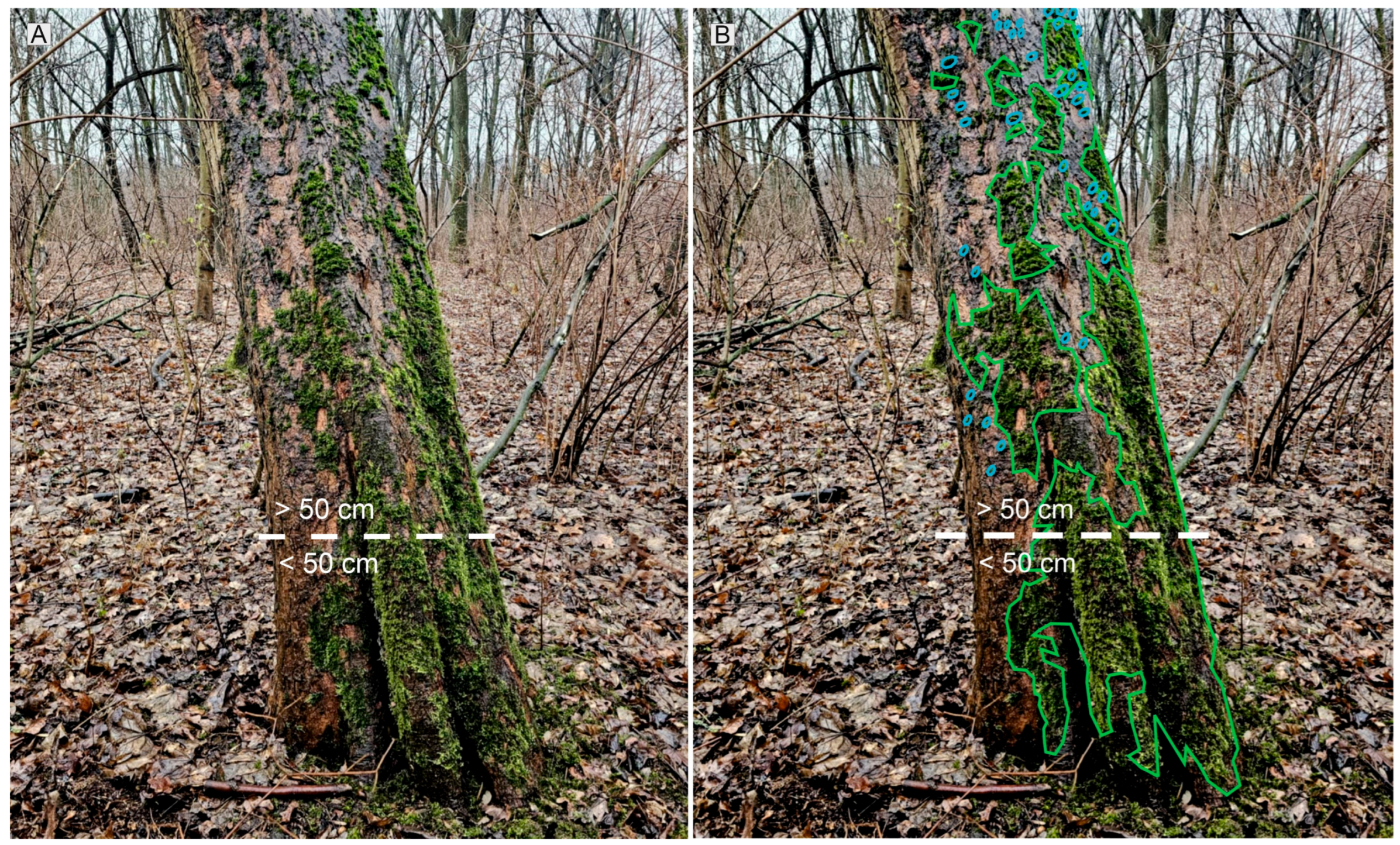 Forests 17 00066 g002 Forests 17 00066 g002