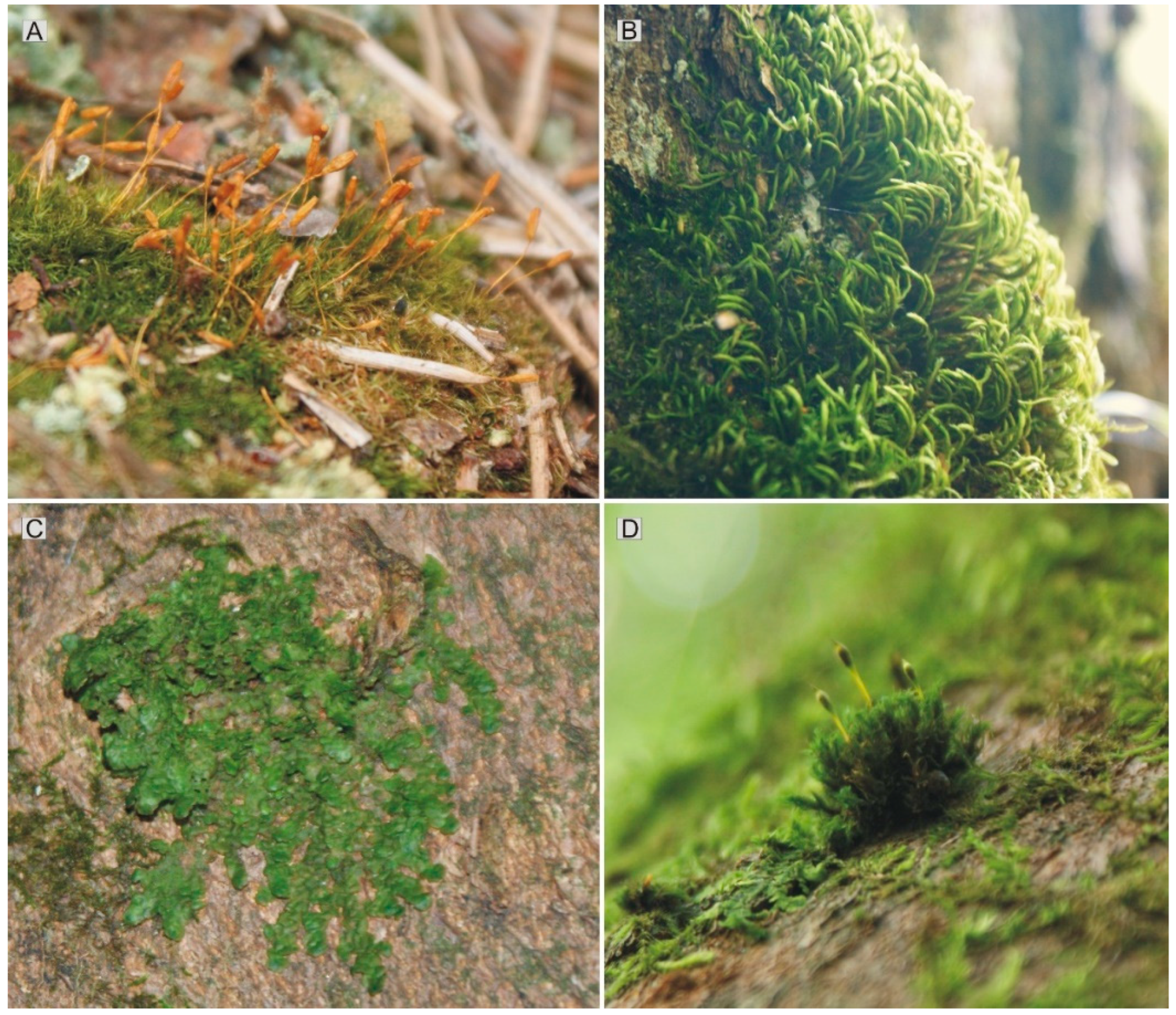 Forests 17 00066 g004 Forests 17 00066 g004