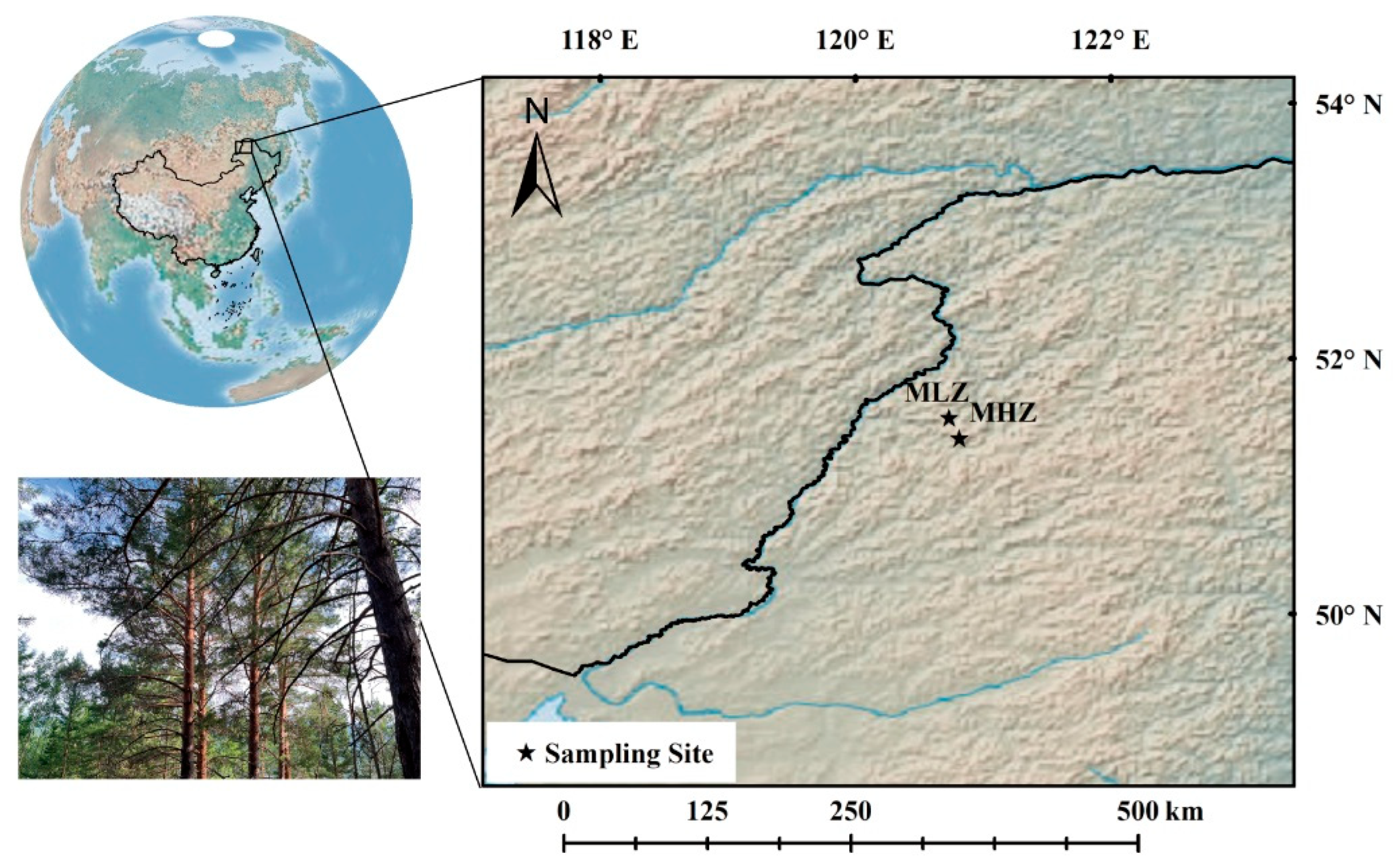 Elevational Differentiation in Earlywood and Latewood Density