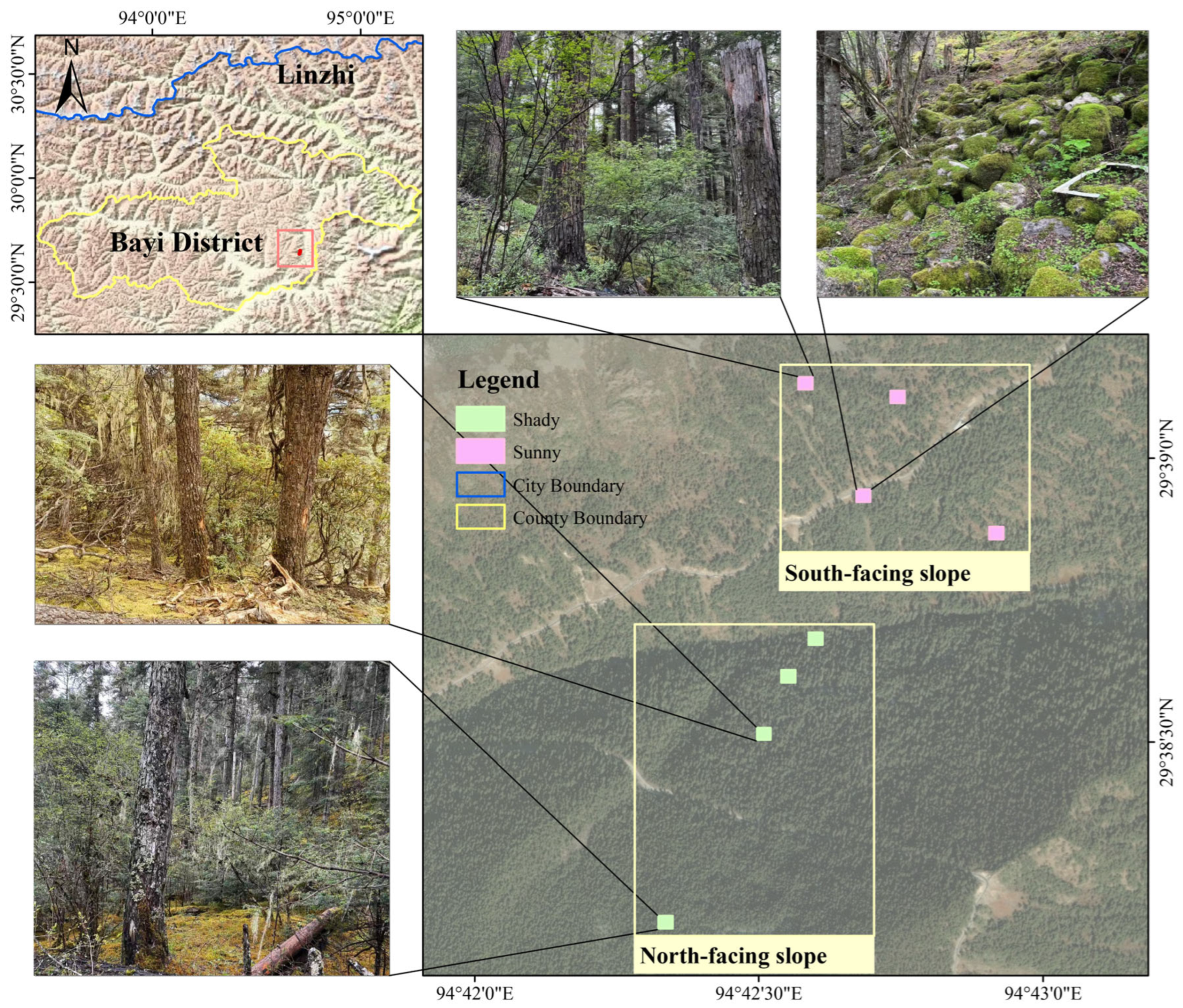 Forests 17 00163 g001