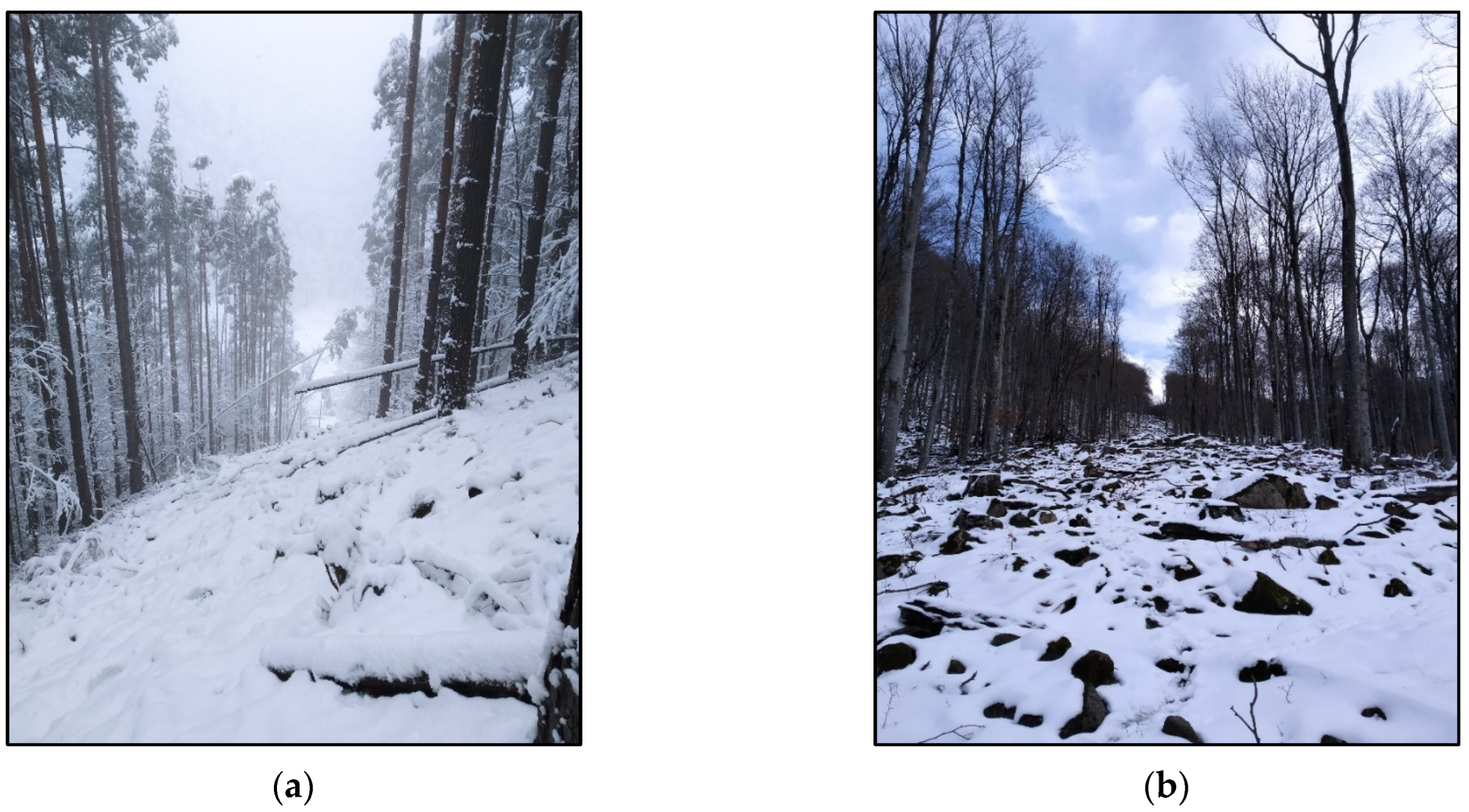 Forests 17 00603 g001