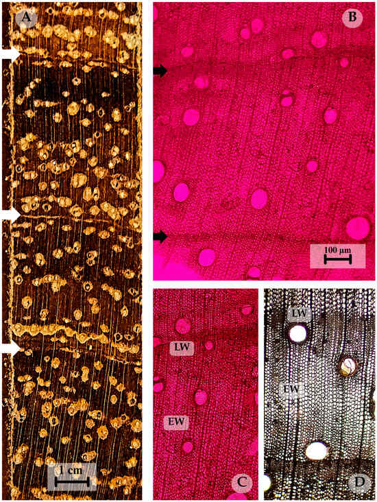 Dendrochronological Potential of Five Species from the Tropical