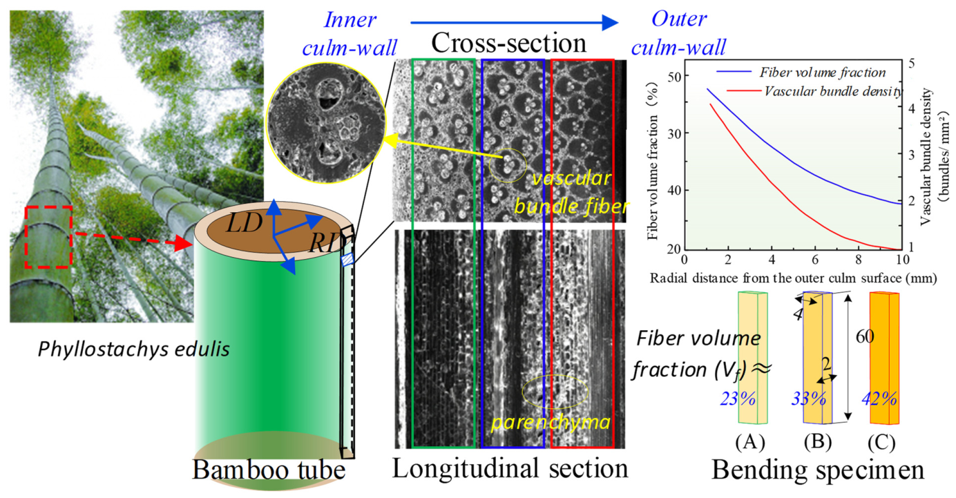 Forests 17 00870 g005