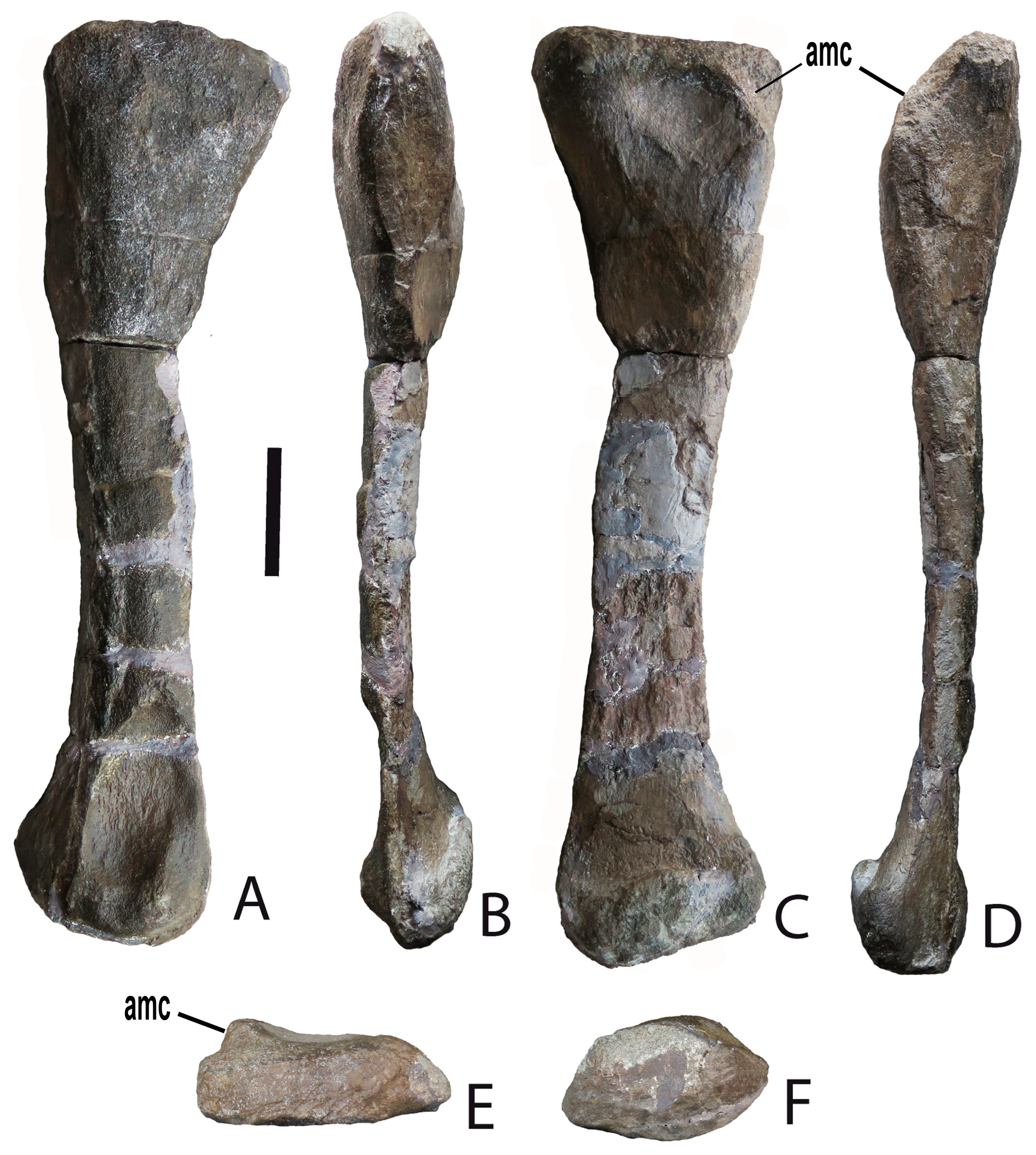 Fossstud 01 00006 g004