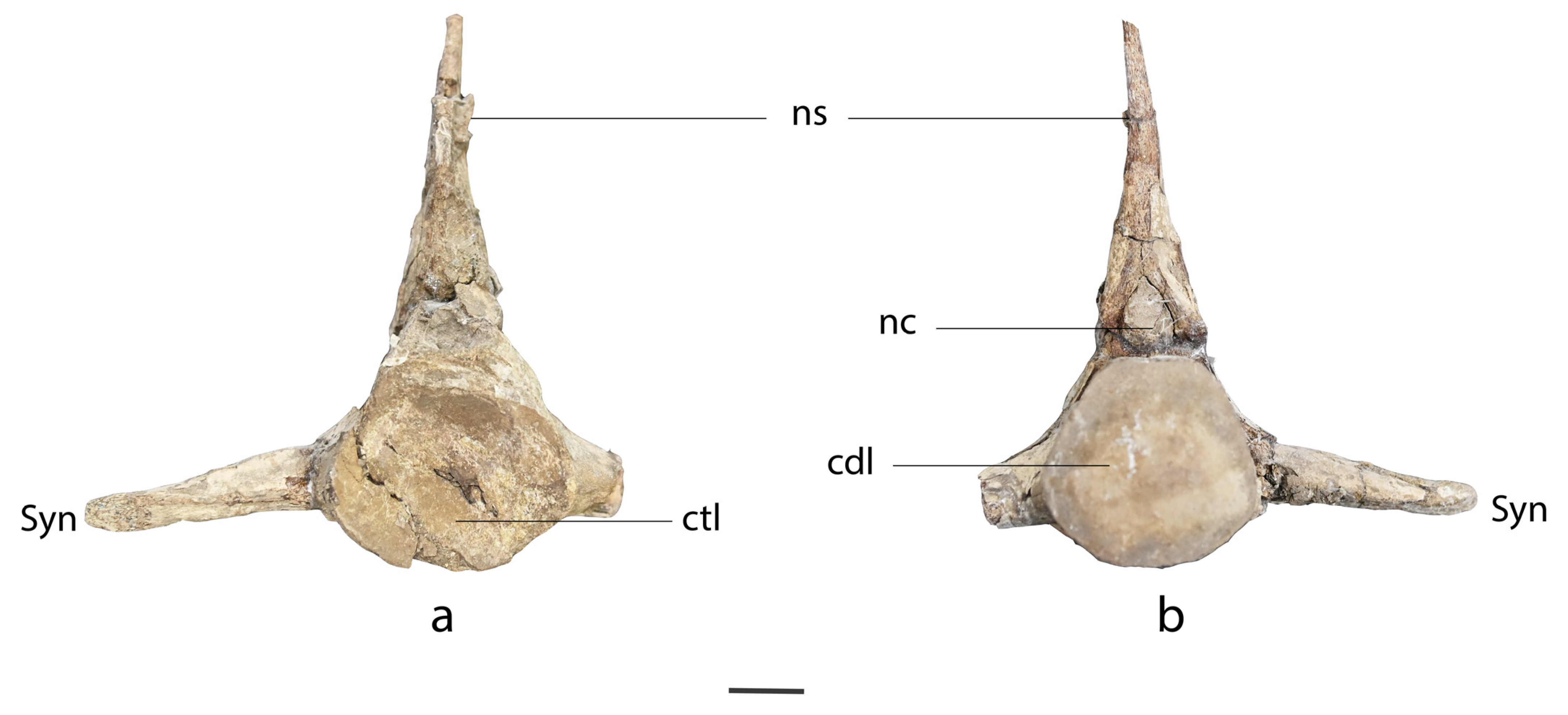 Fossstud 01 00007 g007