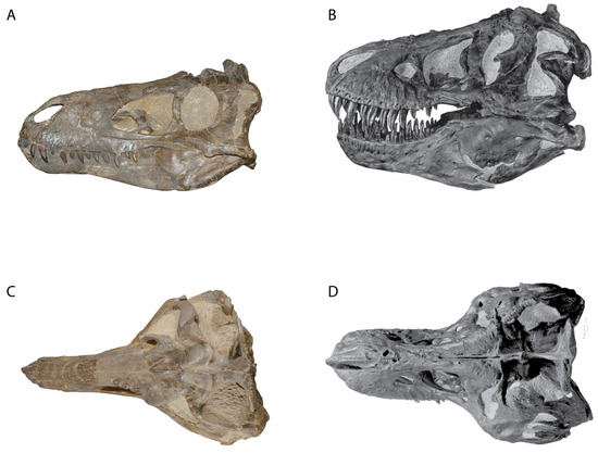 Taxonomic Status of Nanotyrannus lancensis (Dinosauria 