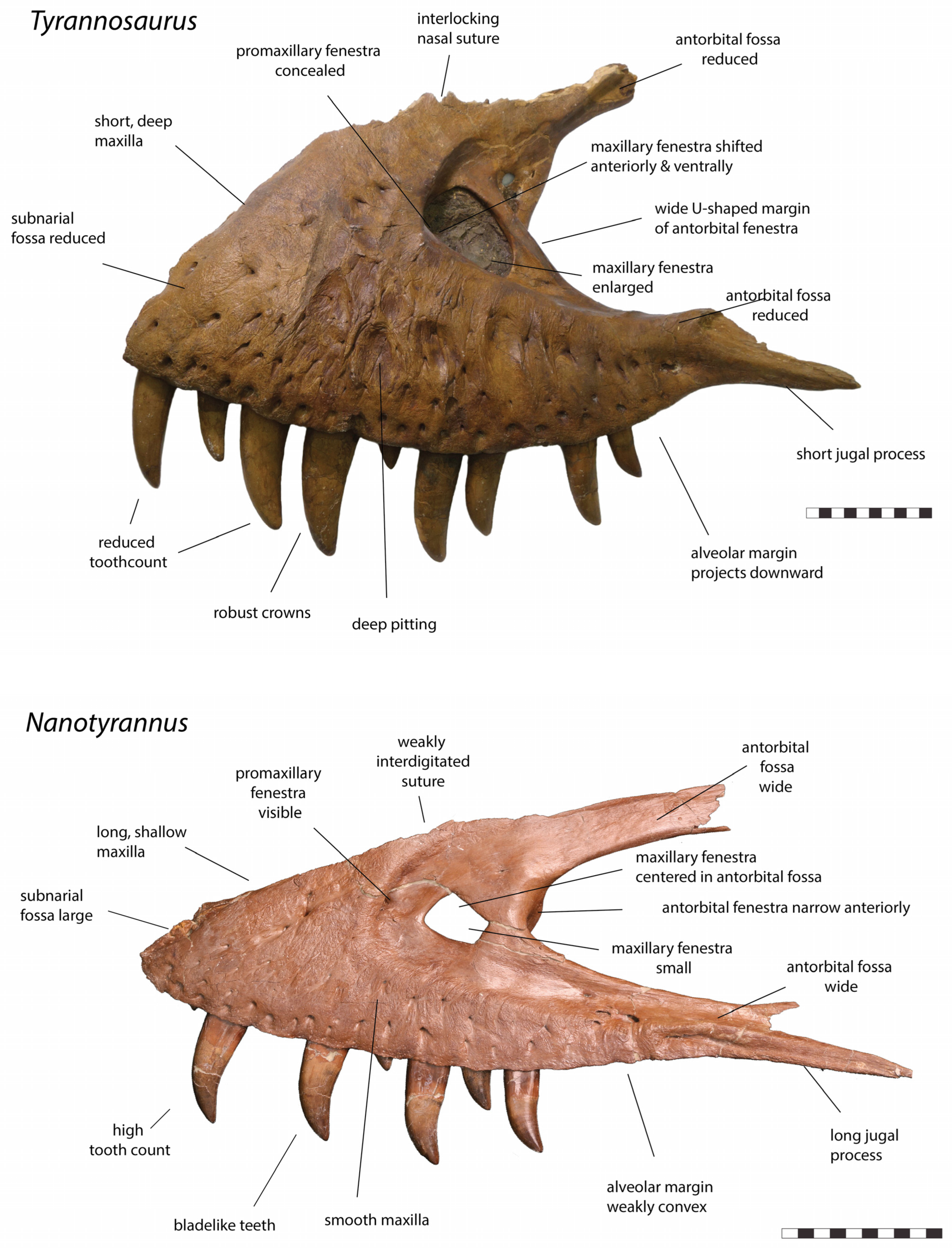Fossstud 02 00001 g004 Fossstud 02 00001 g004