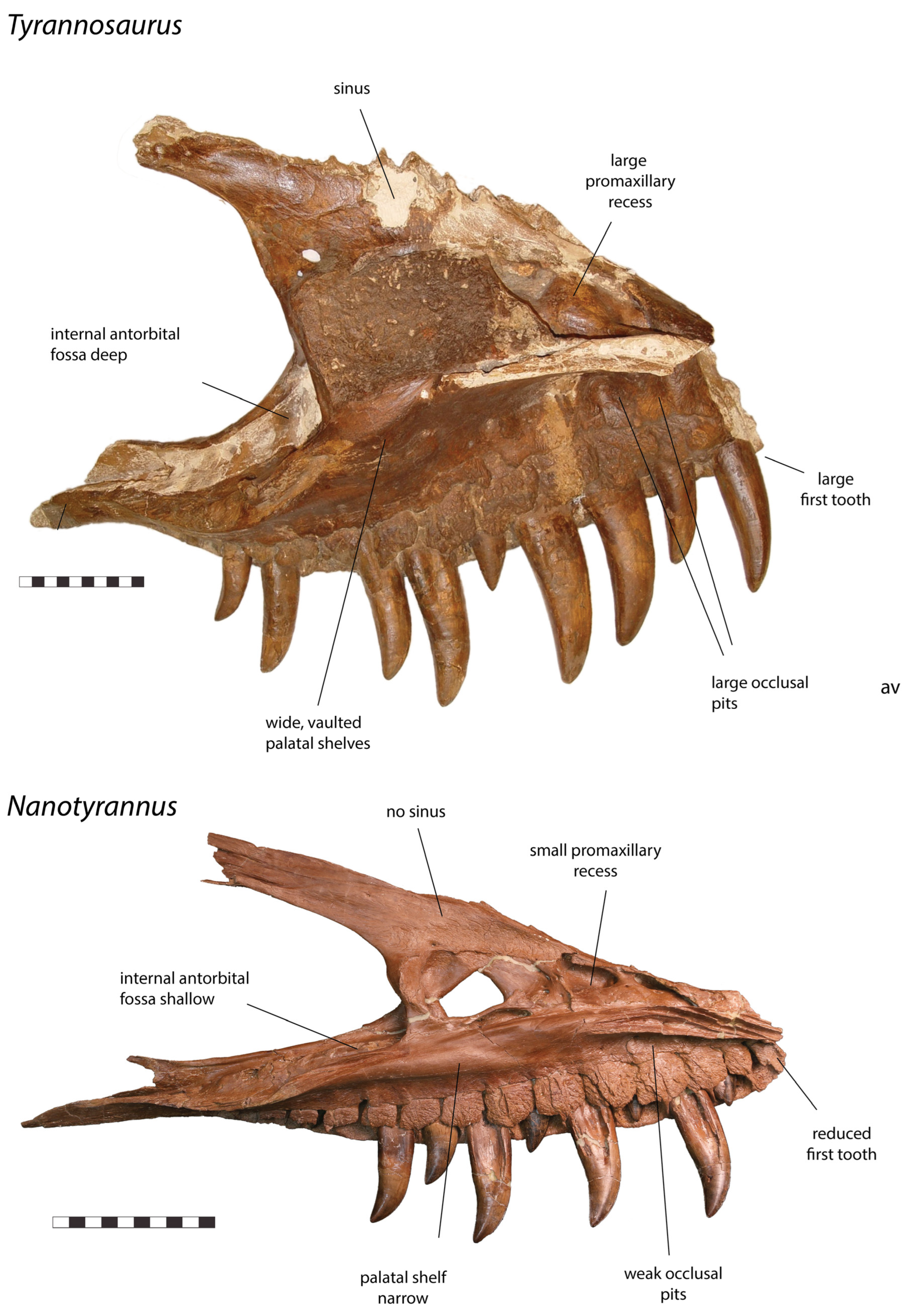 Fossstud 02 00001 g005 Fossstud 02 00001 g005