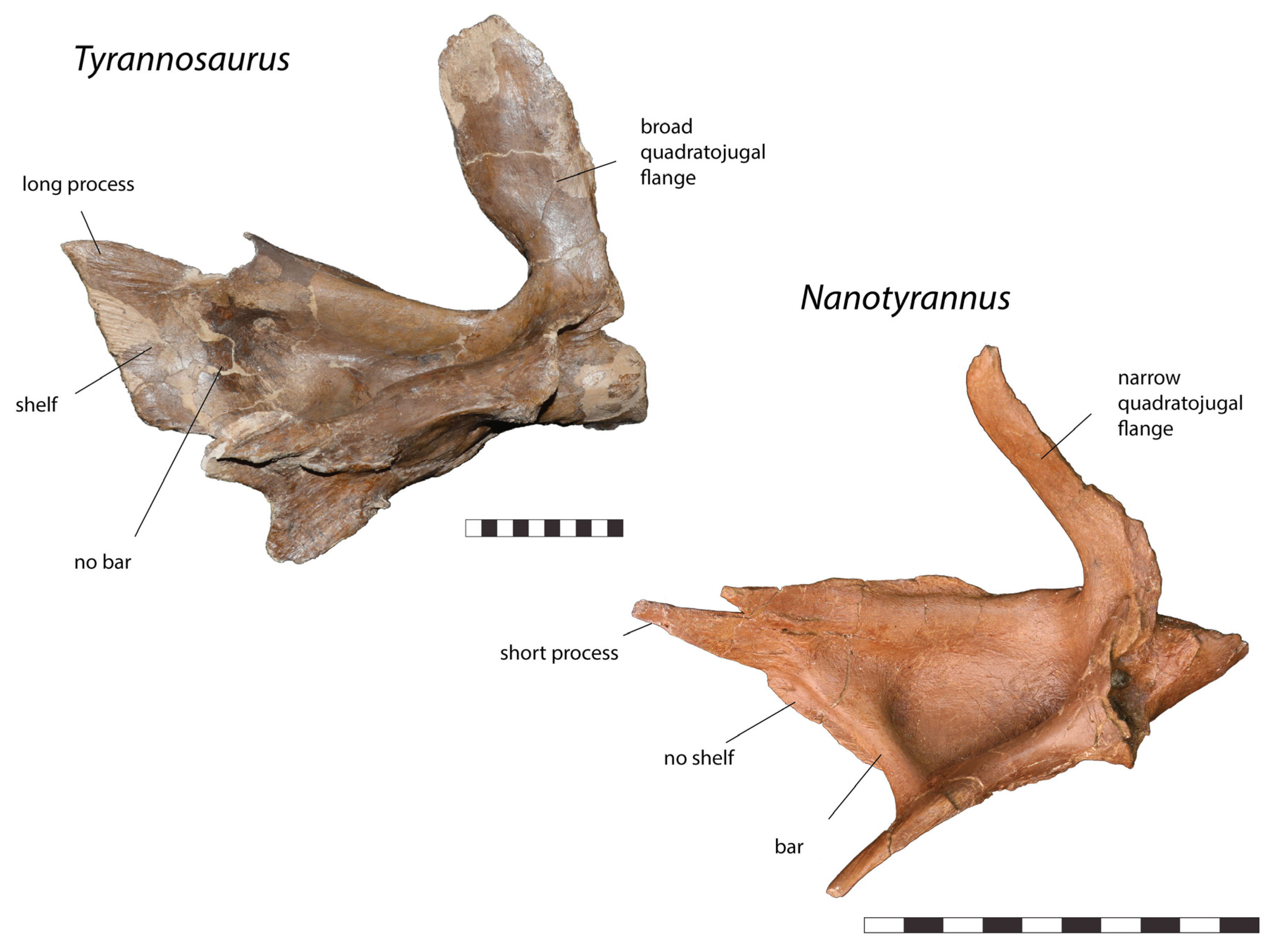 Fossstud 02 00001 g010 Fossstud 02 00001 g010