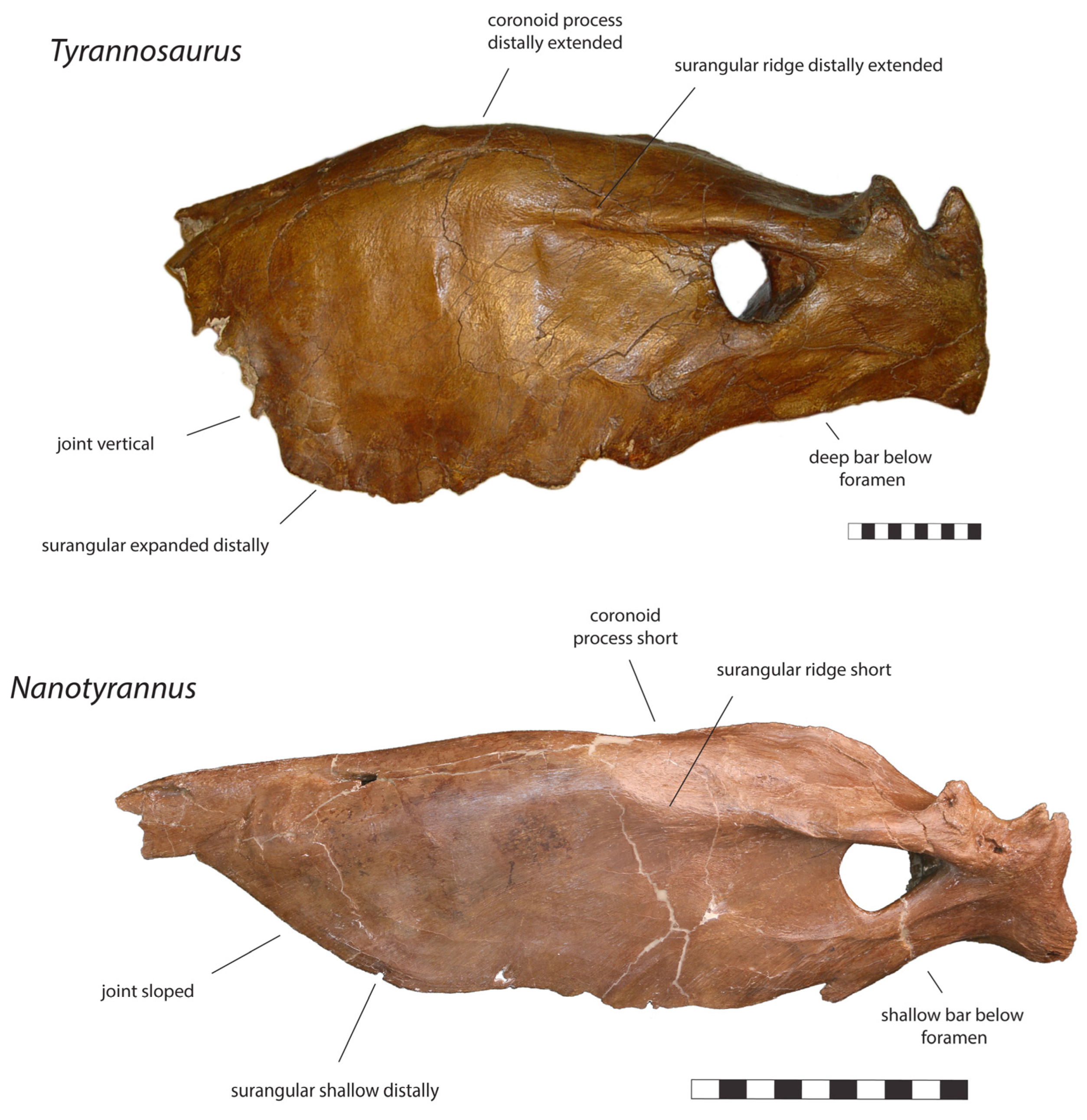 Fossstud 02 00001 g013 Fossstud 02 00001 g013
