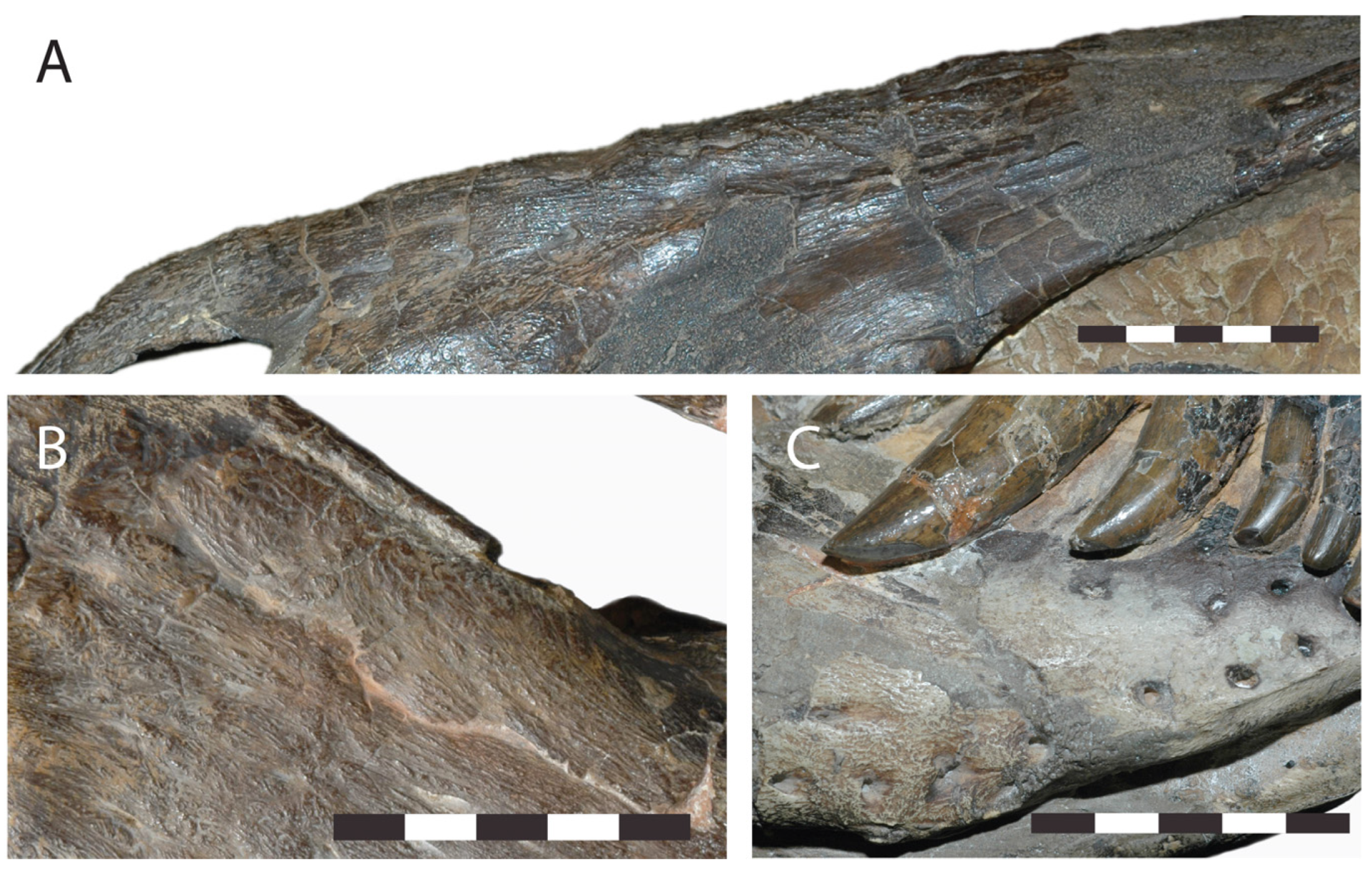 Fossstud 02 00001 g022 Fossstud 02 00001 g022