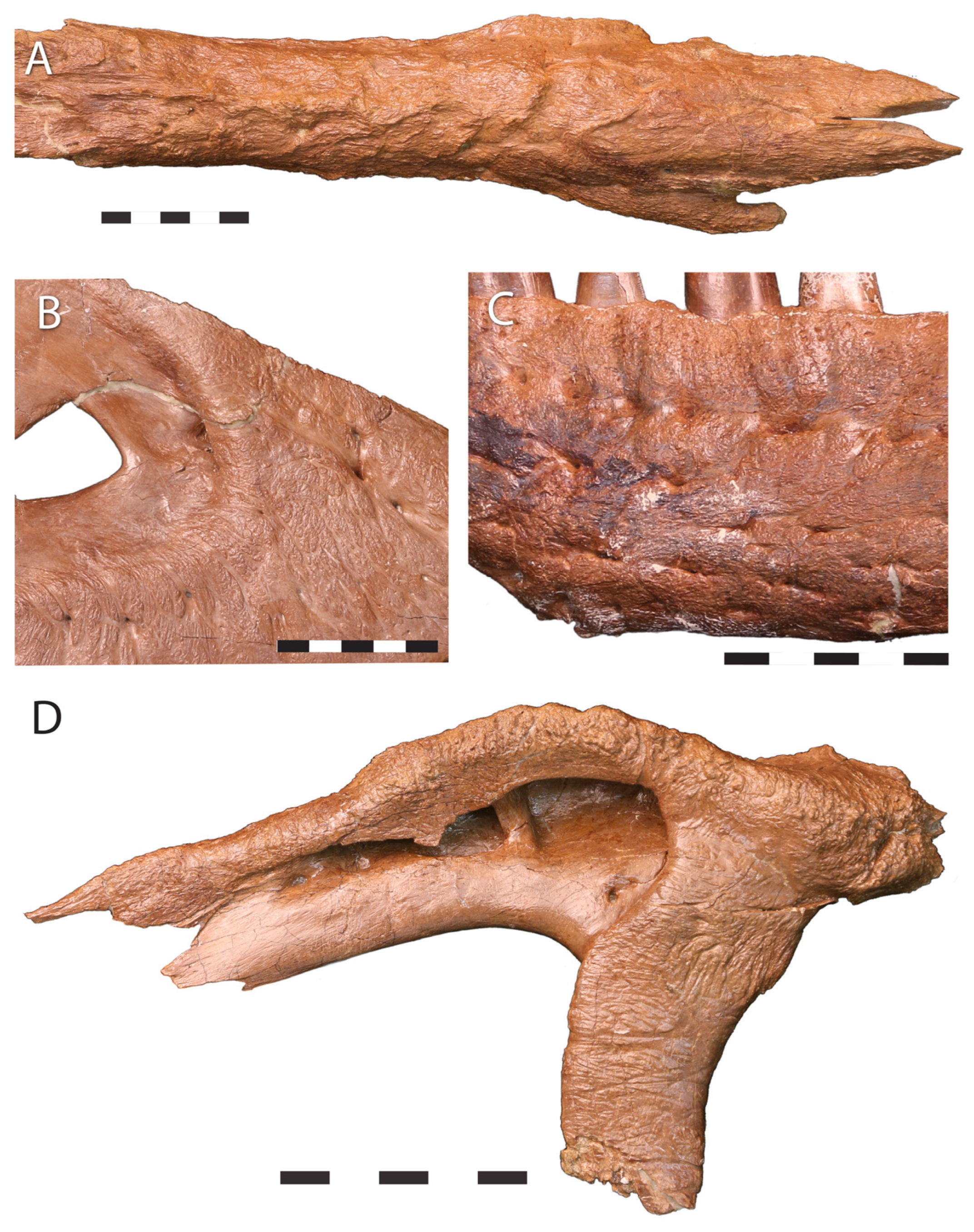 Fossstud 02 00001 g023 Fossstud 02 00001 g023