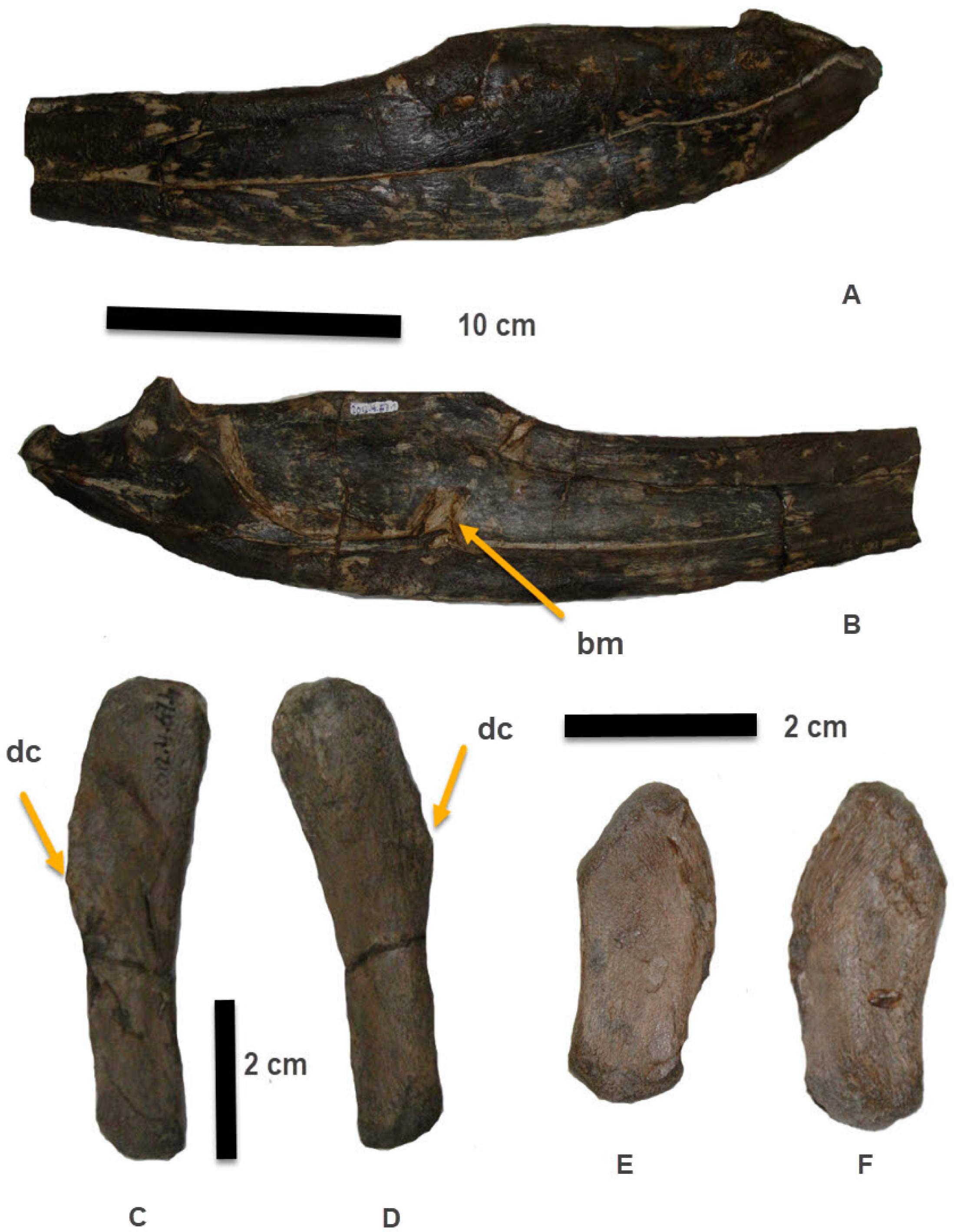 Fossstud 02 00002 g002