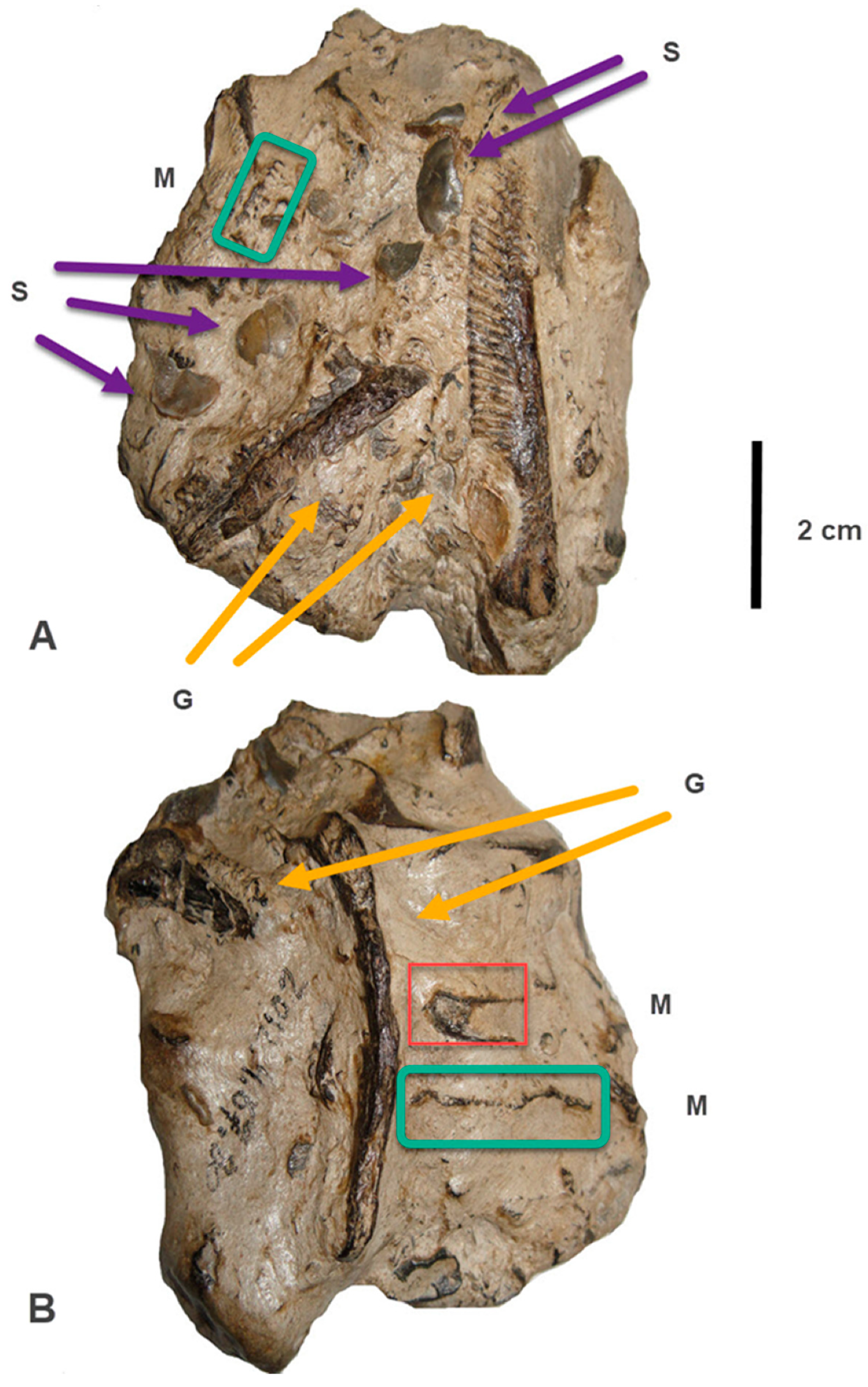 Fossstud 02 00002 g003