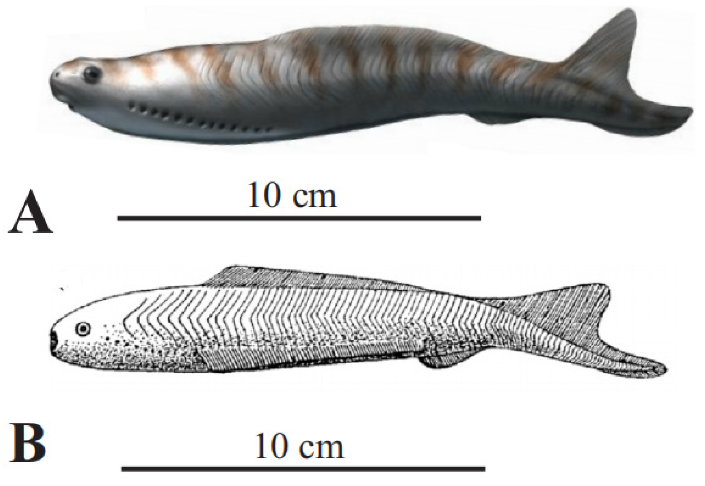 Fossstud 02 00003 g001