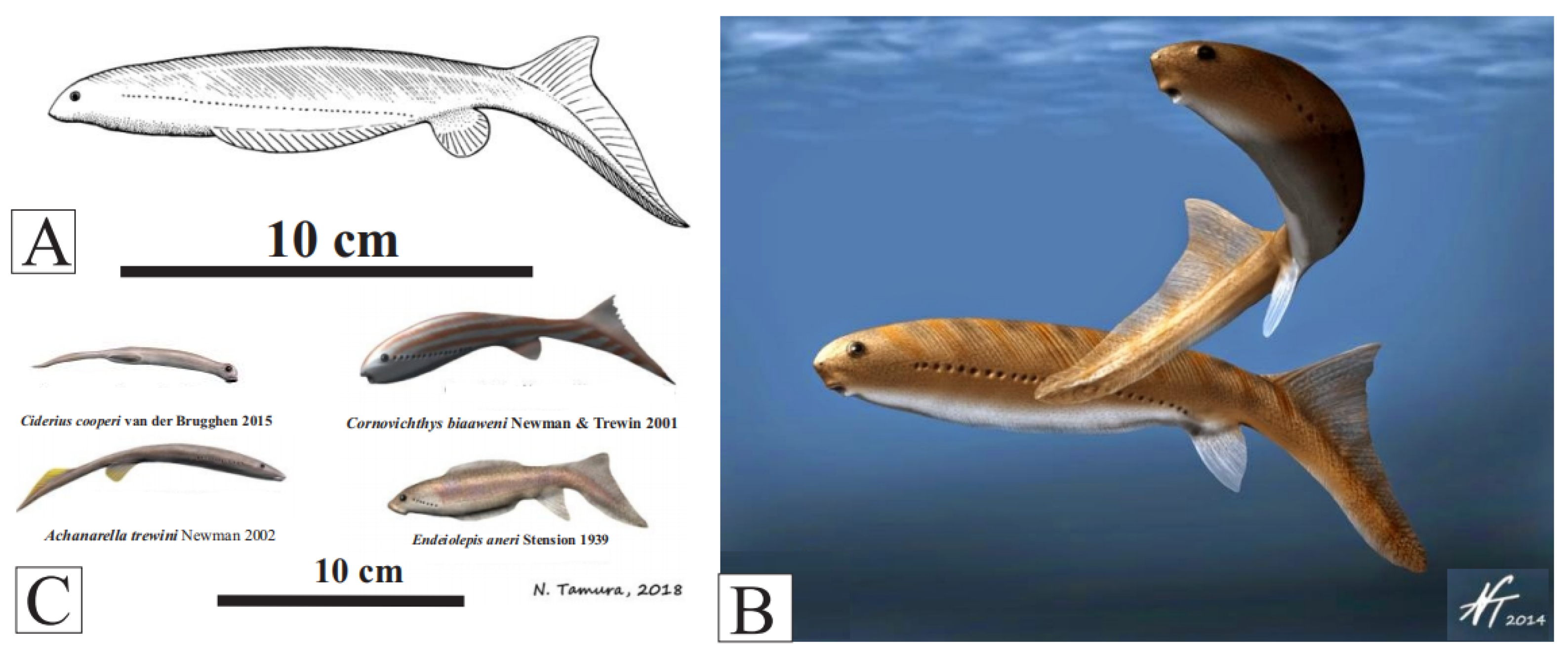 Fossstud 02 00003 g006
