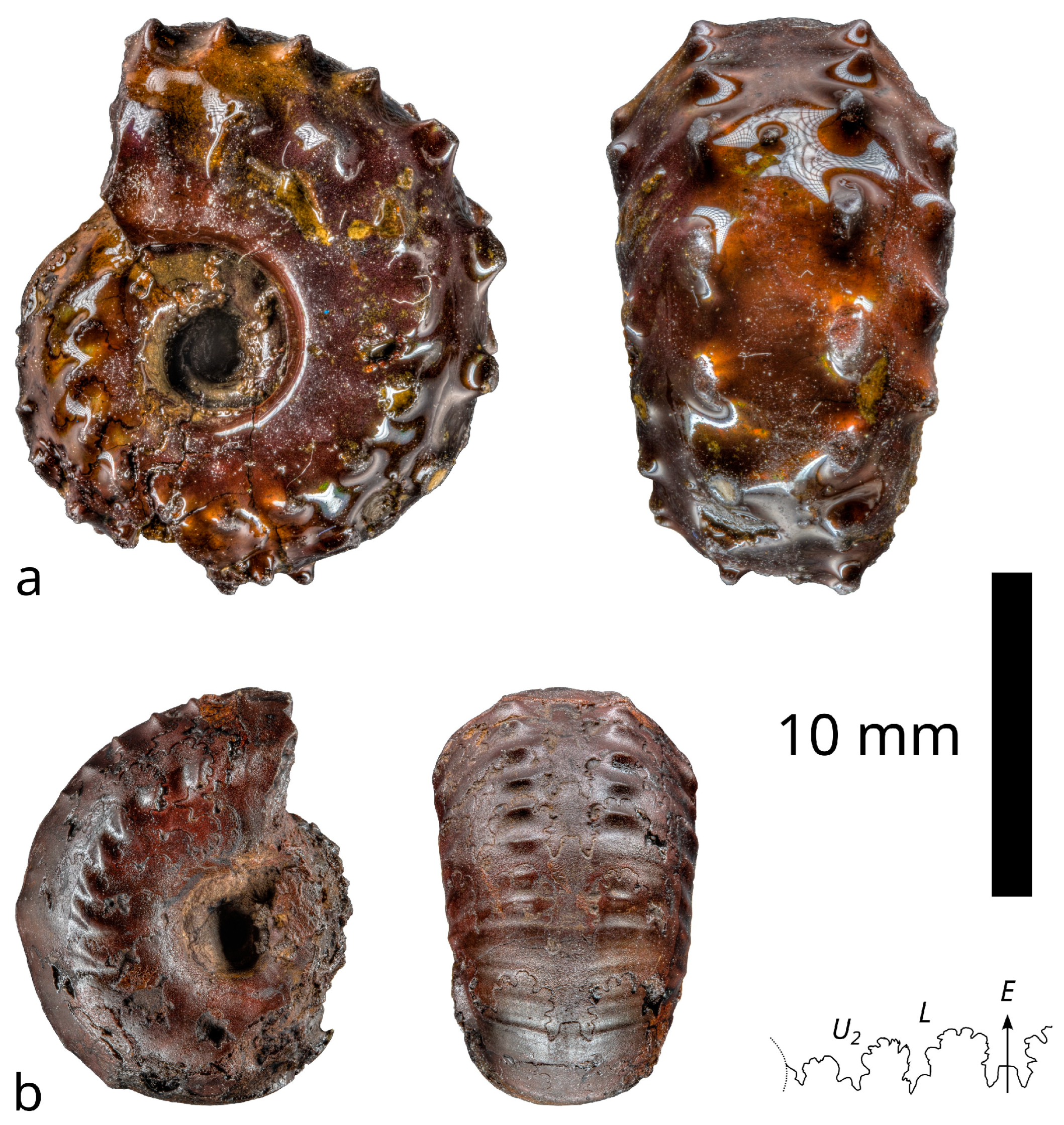 Fossstud 02 00004 g004
