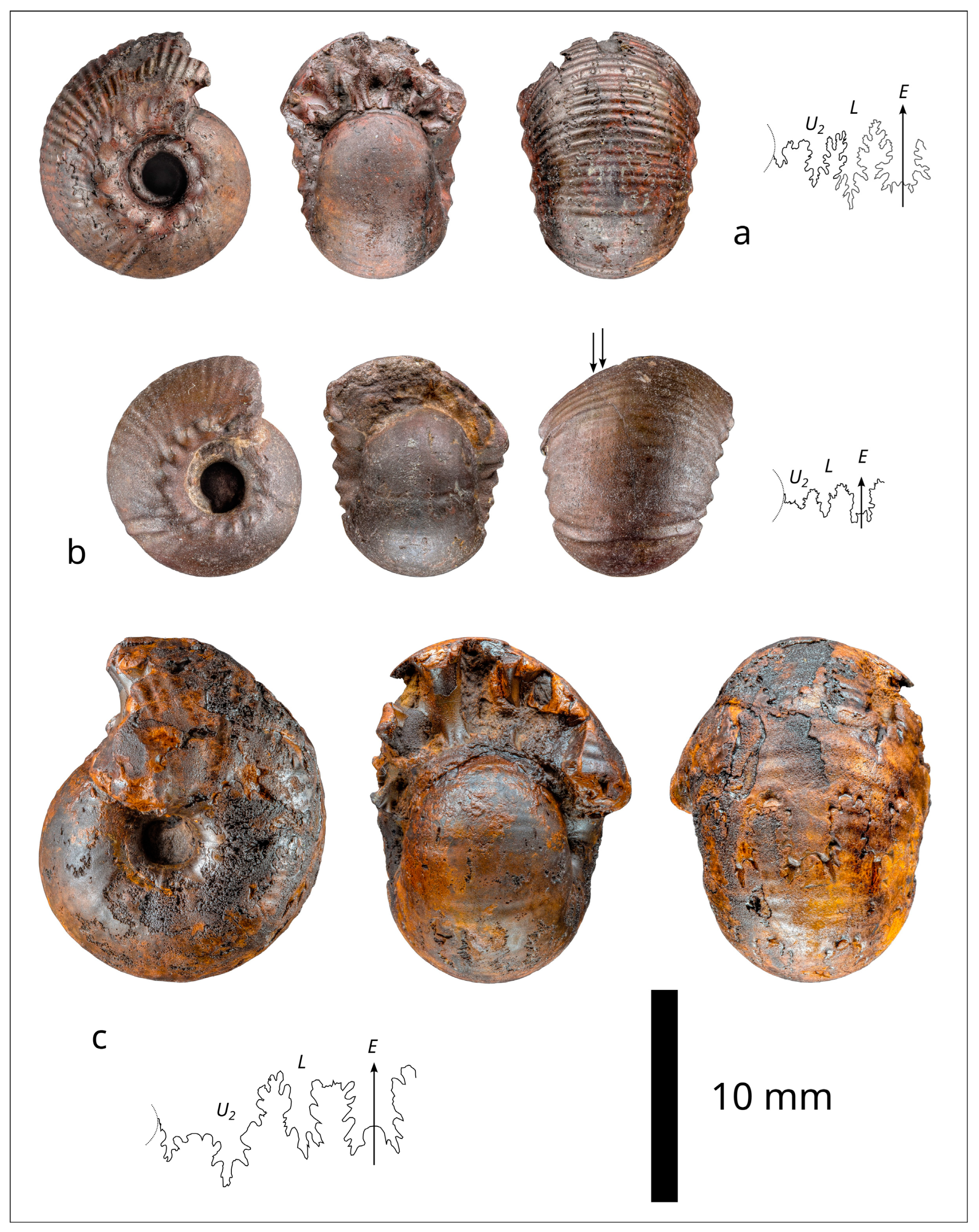 Fossstud 02 00004 g005