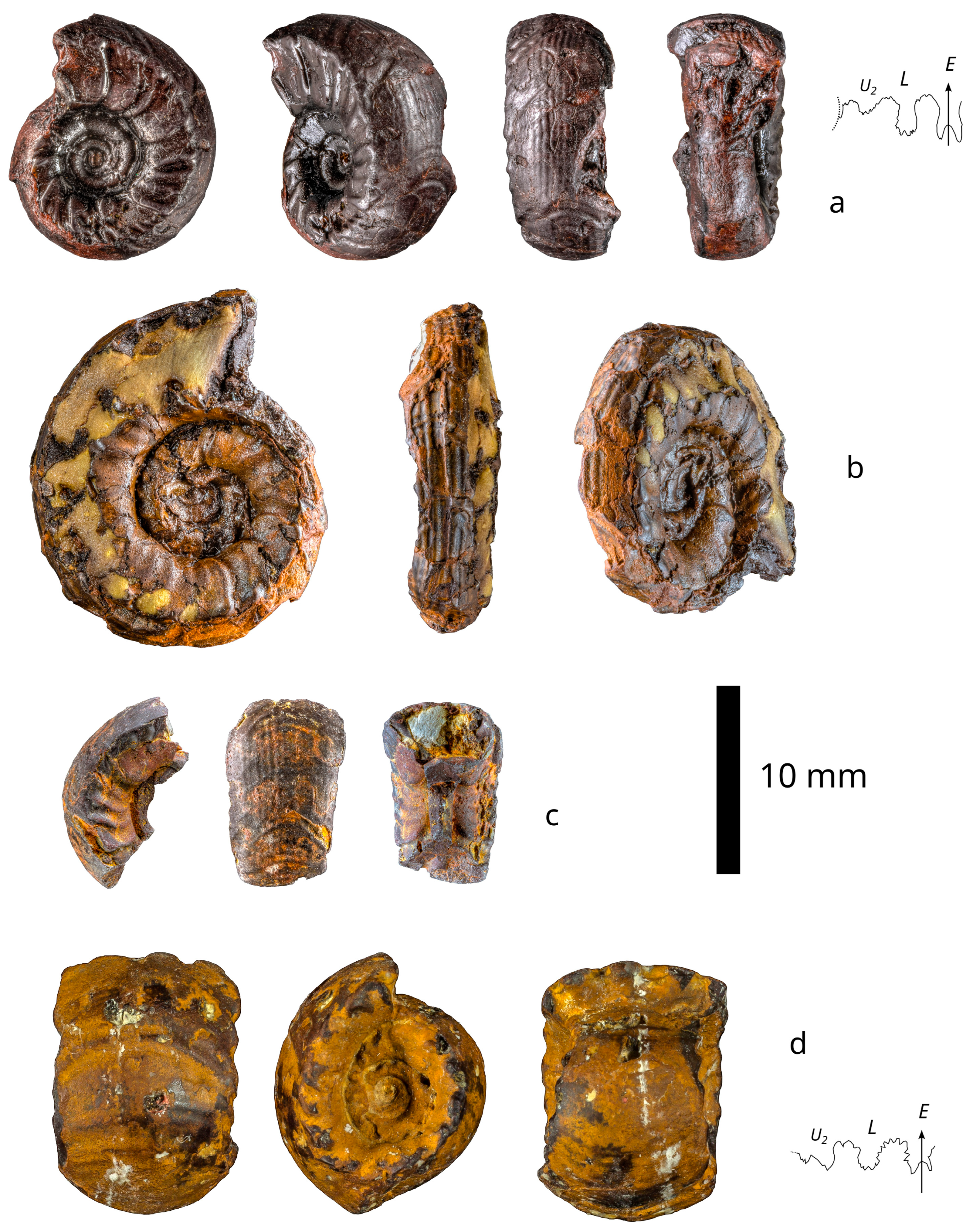 Fossstud 02 00004 g006