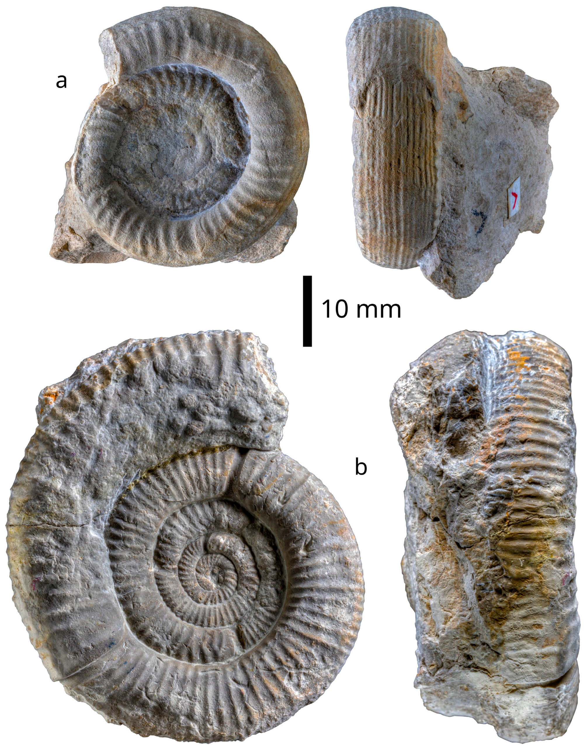 Fossstud 02 00004 g007