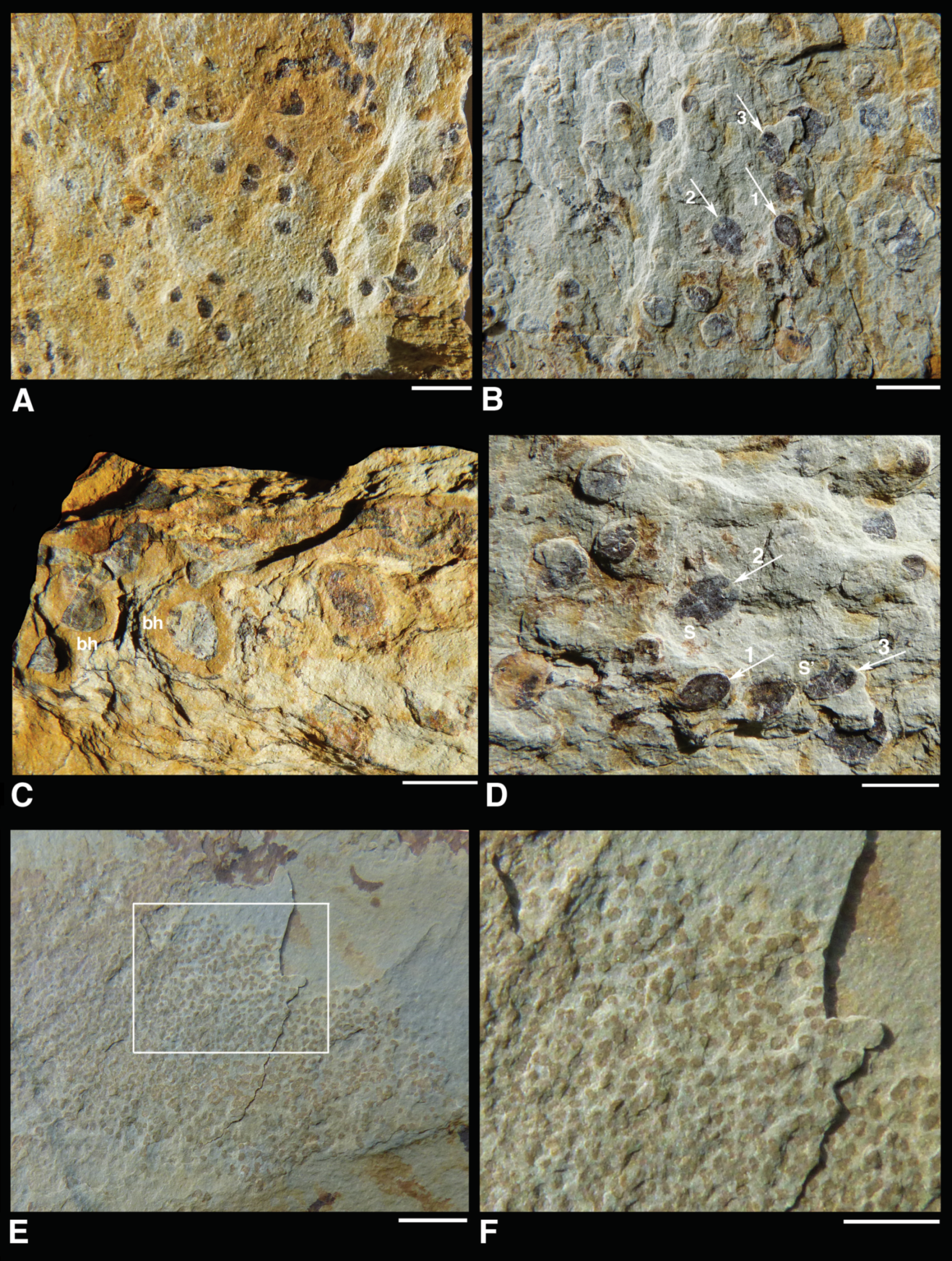 Fossstud 02 00006 g004