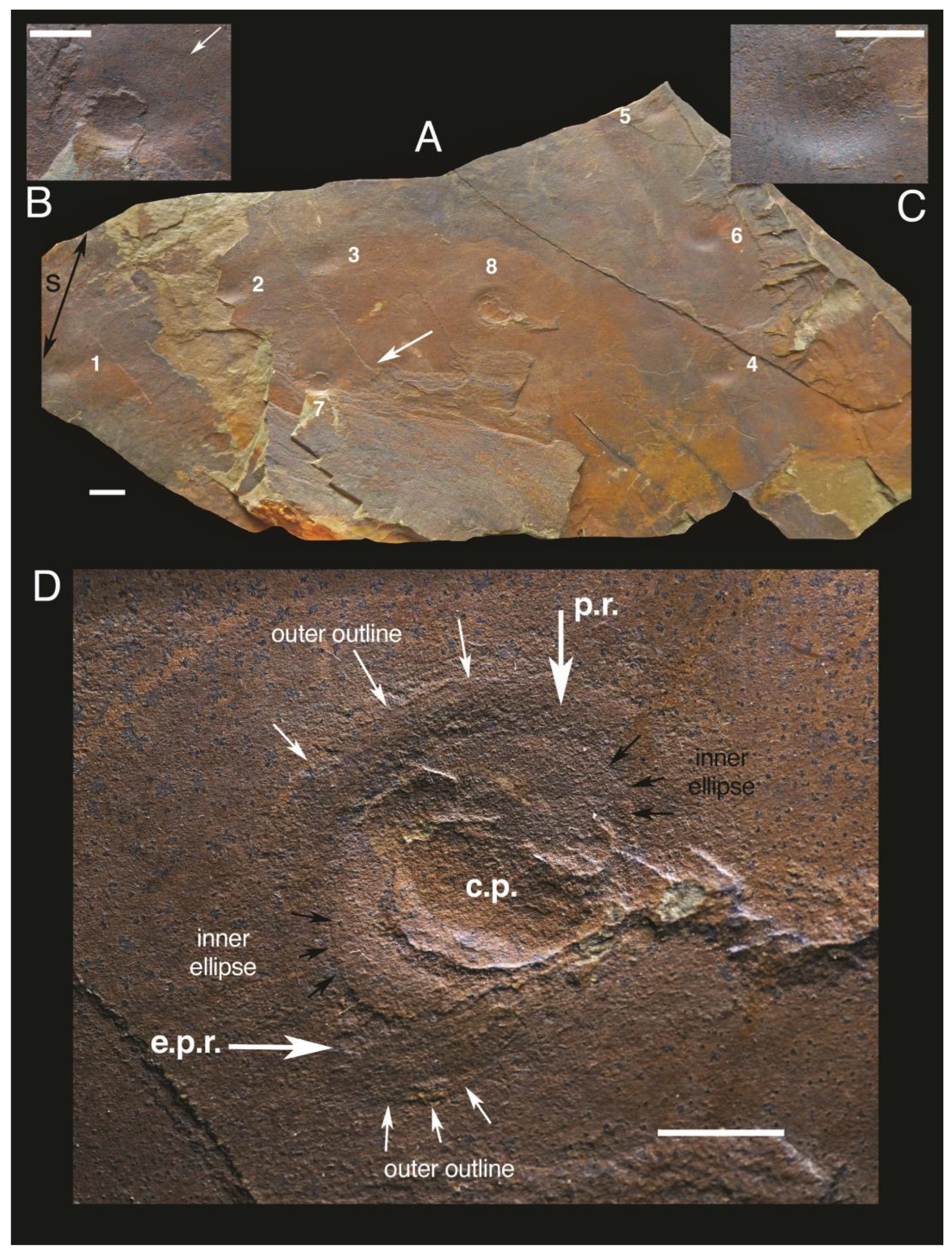 Fossstud 02 00006 g005
