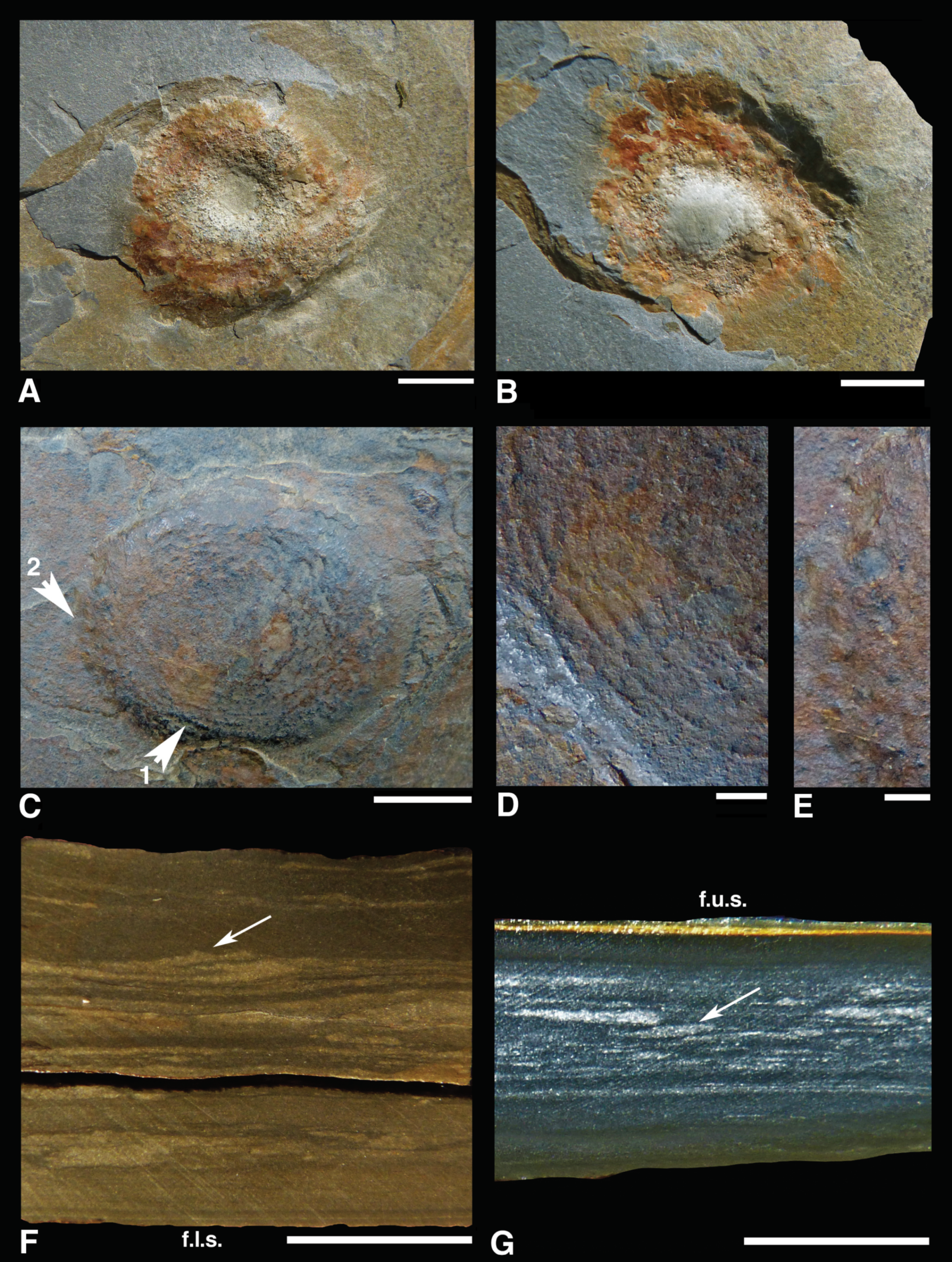 Fossstud 02 00006 g006