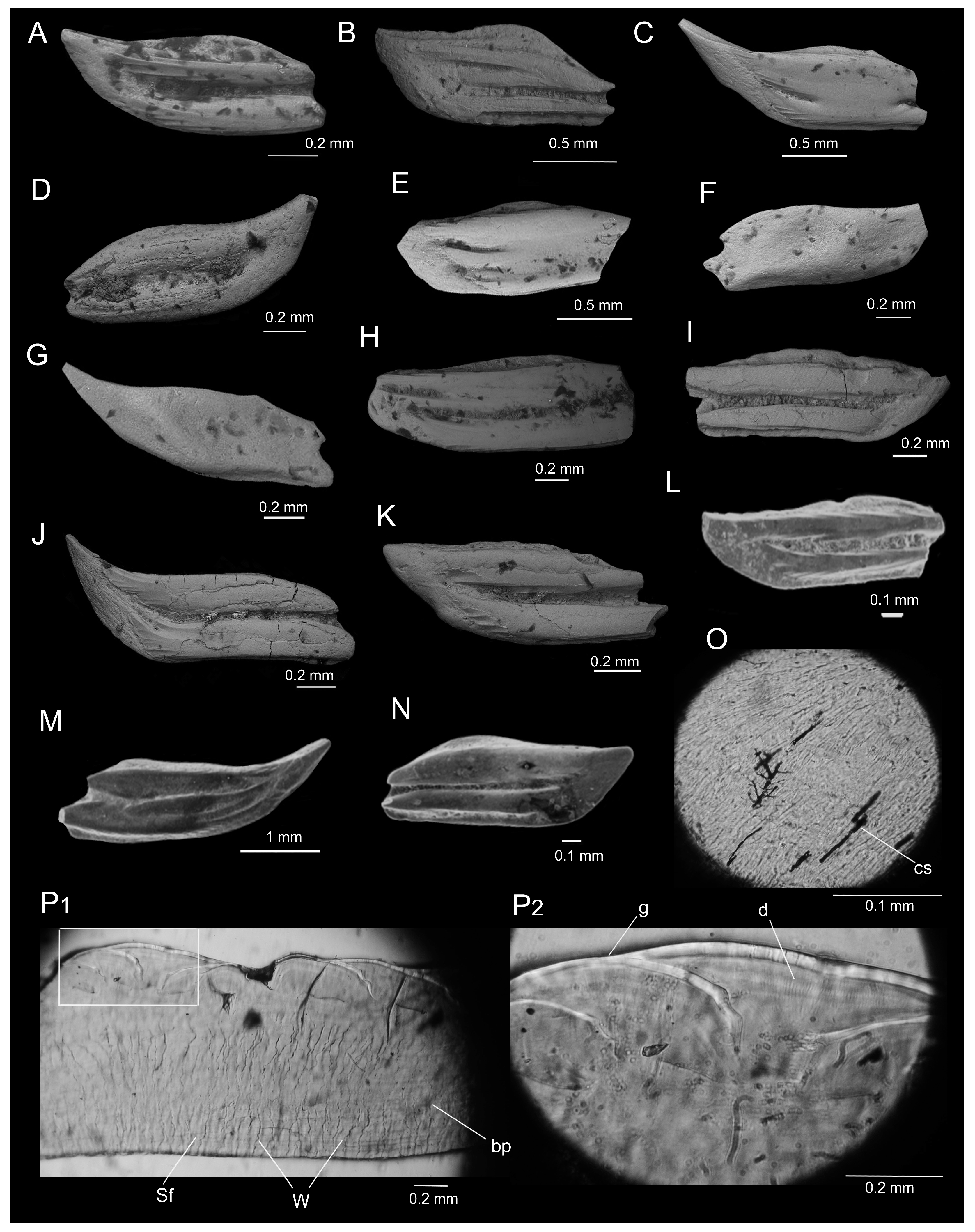 Fossstud 02 00007 g005