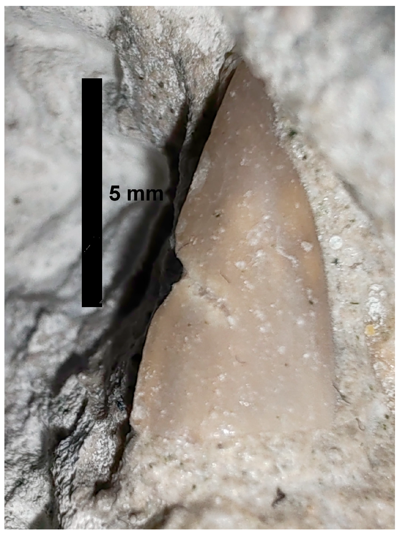 Fossstud 02 00009 g004