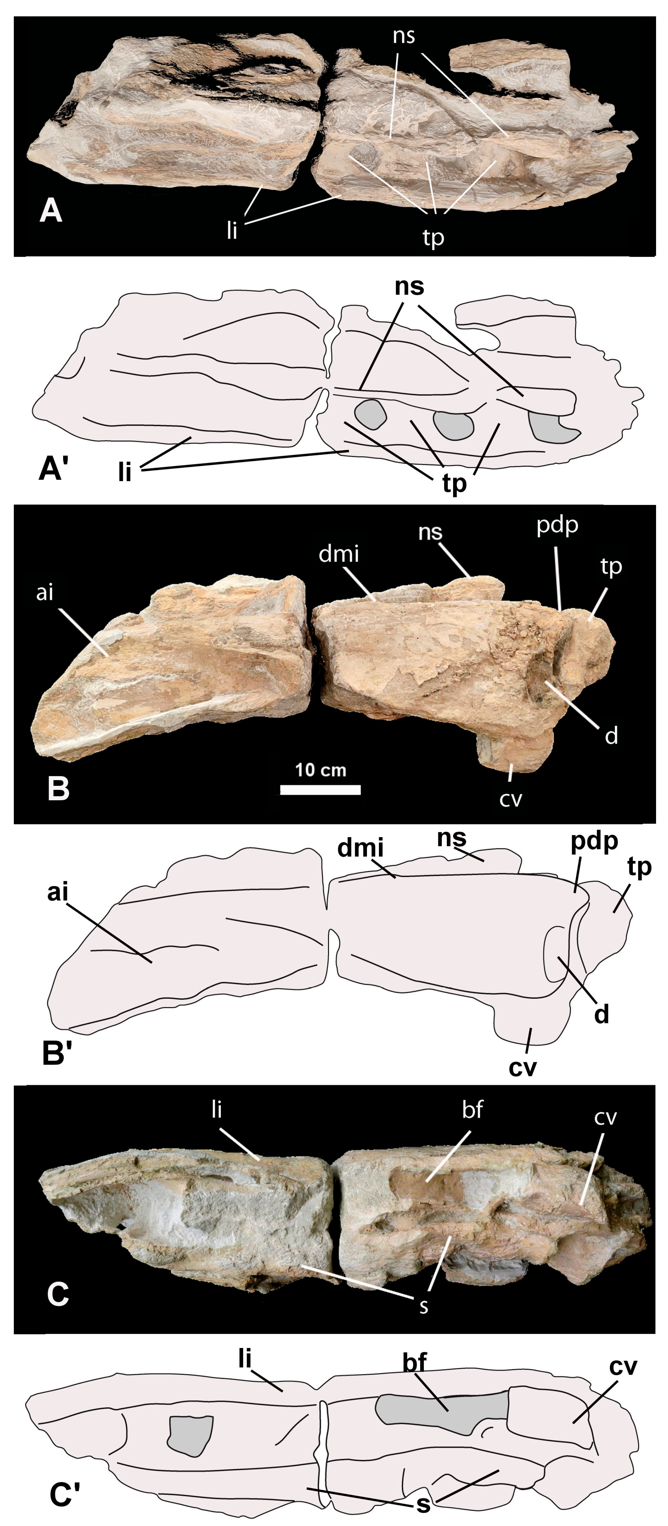 Fossstud 02 00009 g006