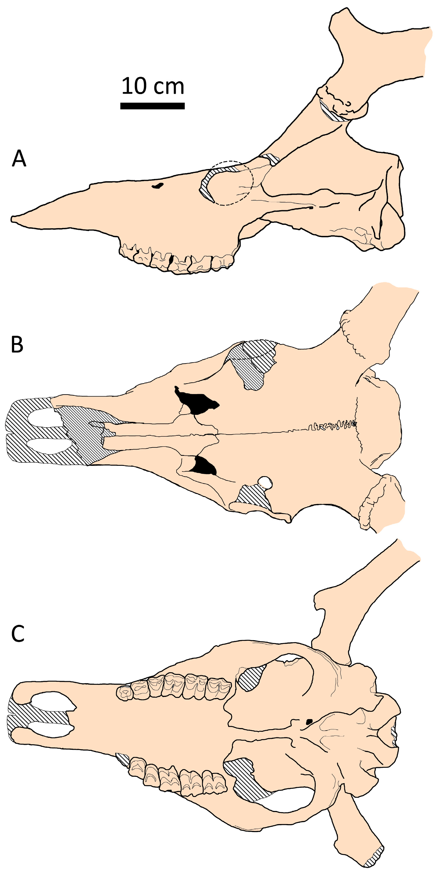 Fossstud 02 00010 g013