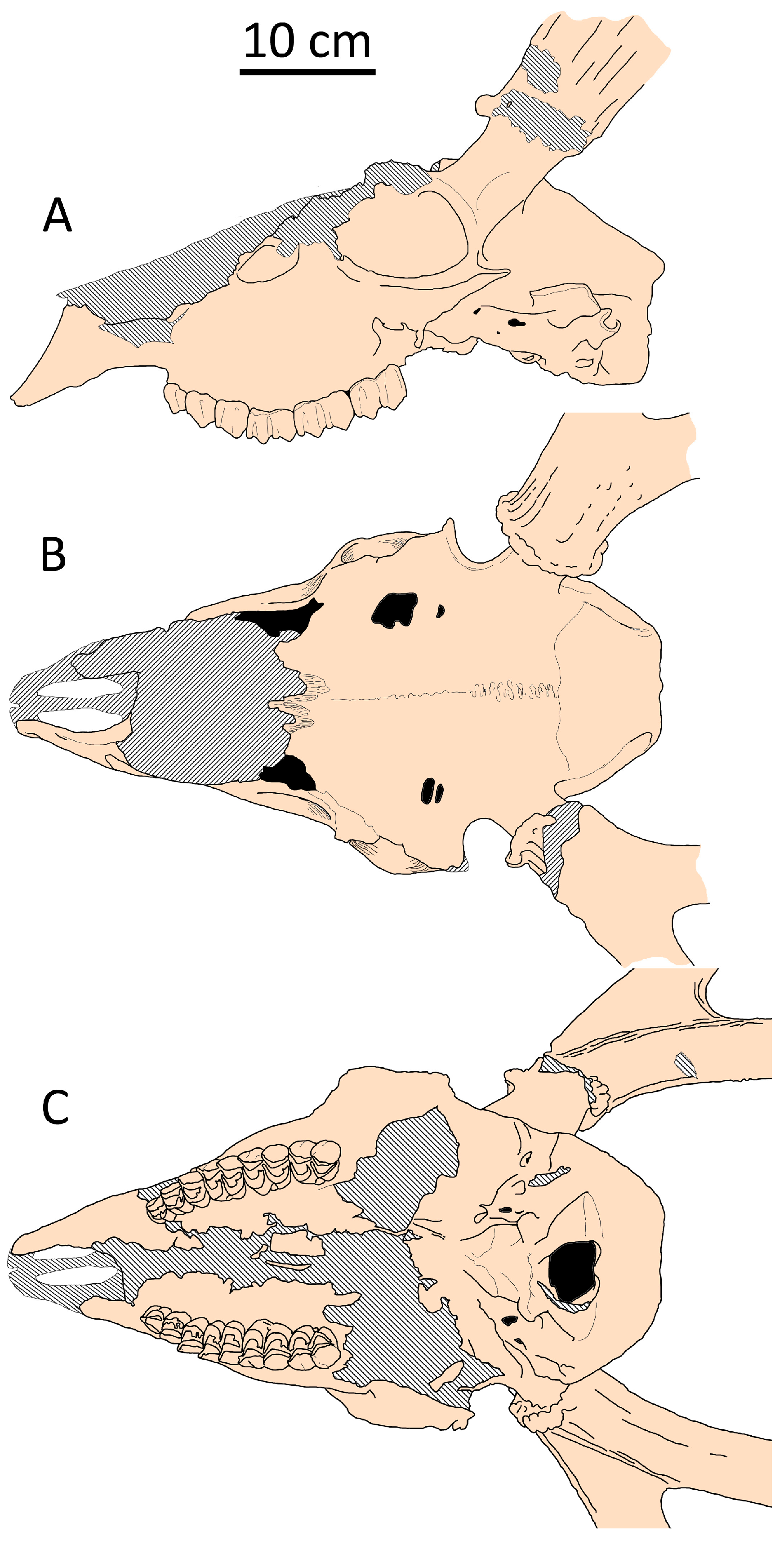 Fossstud 02 00010 g014
