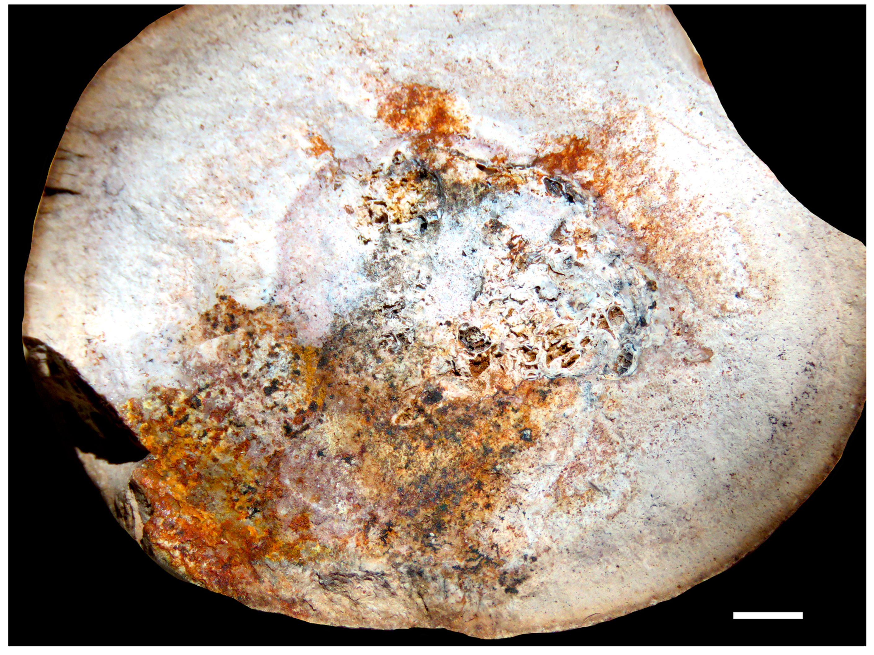 Fossstud 02 00011 g004