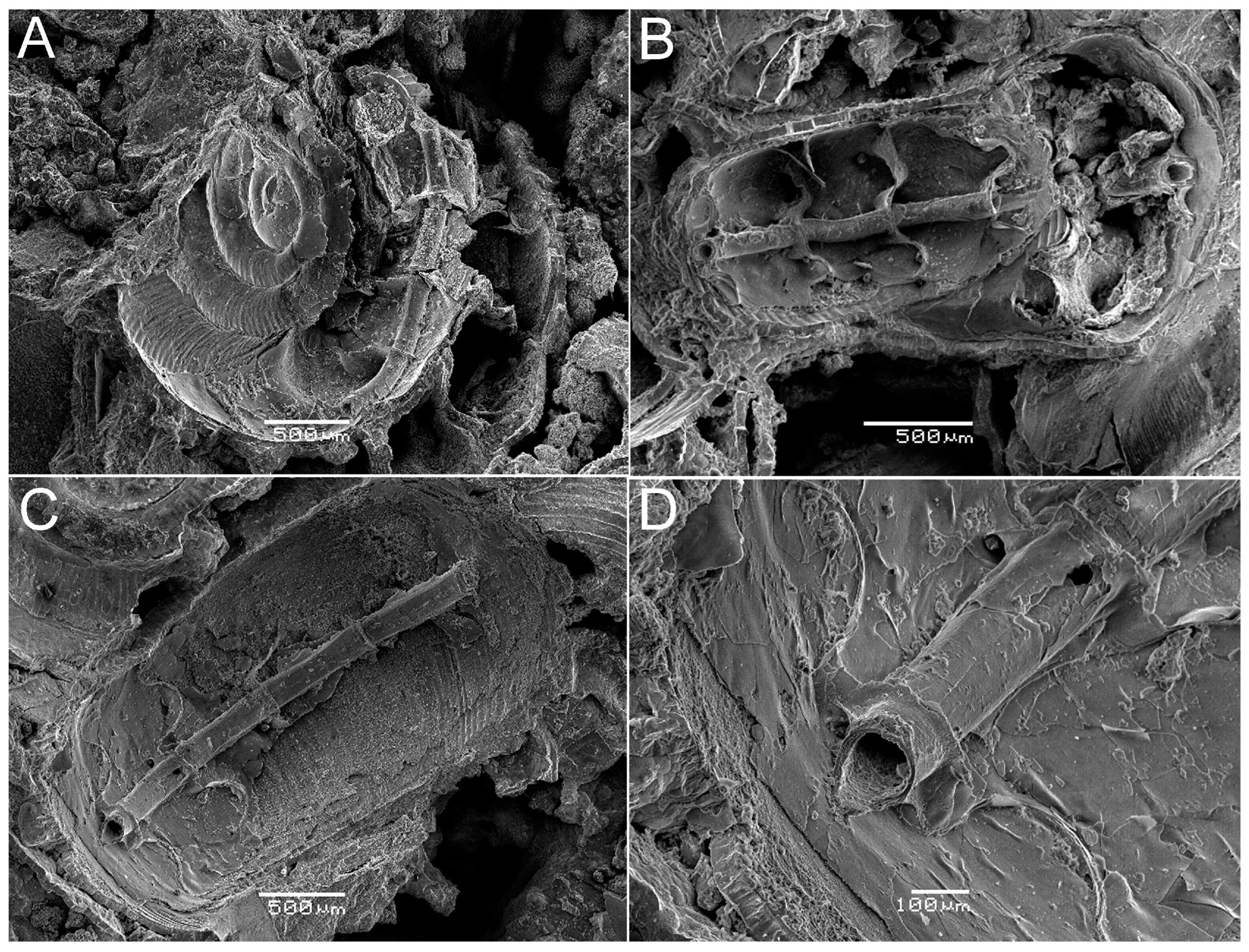 Fossstud 02 00011 g009