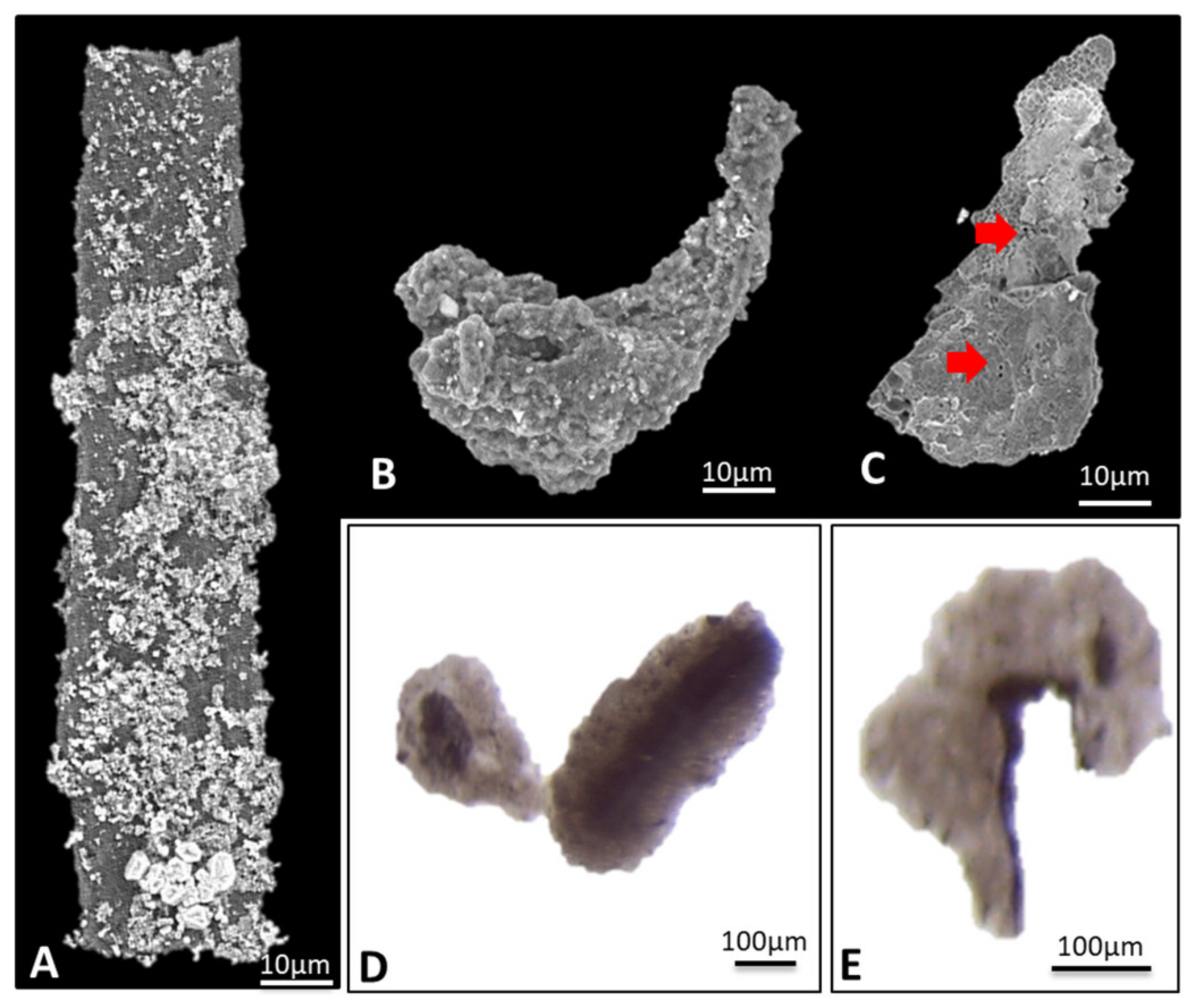 Fossstud 02 00013 g009