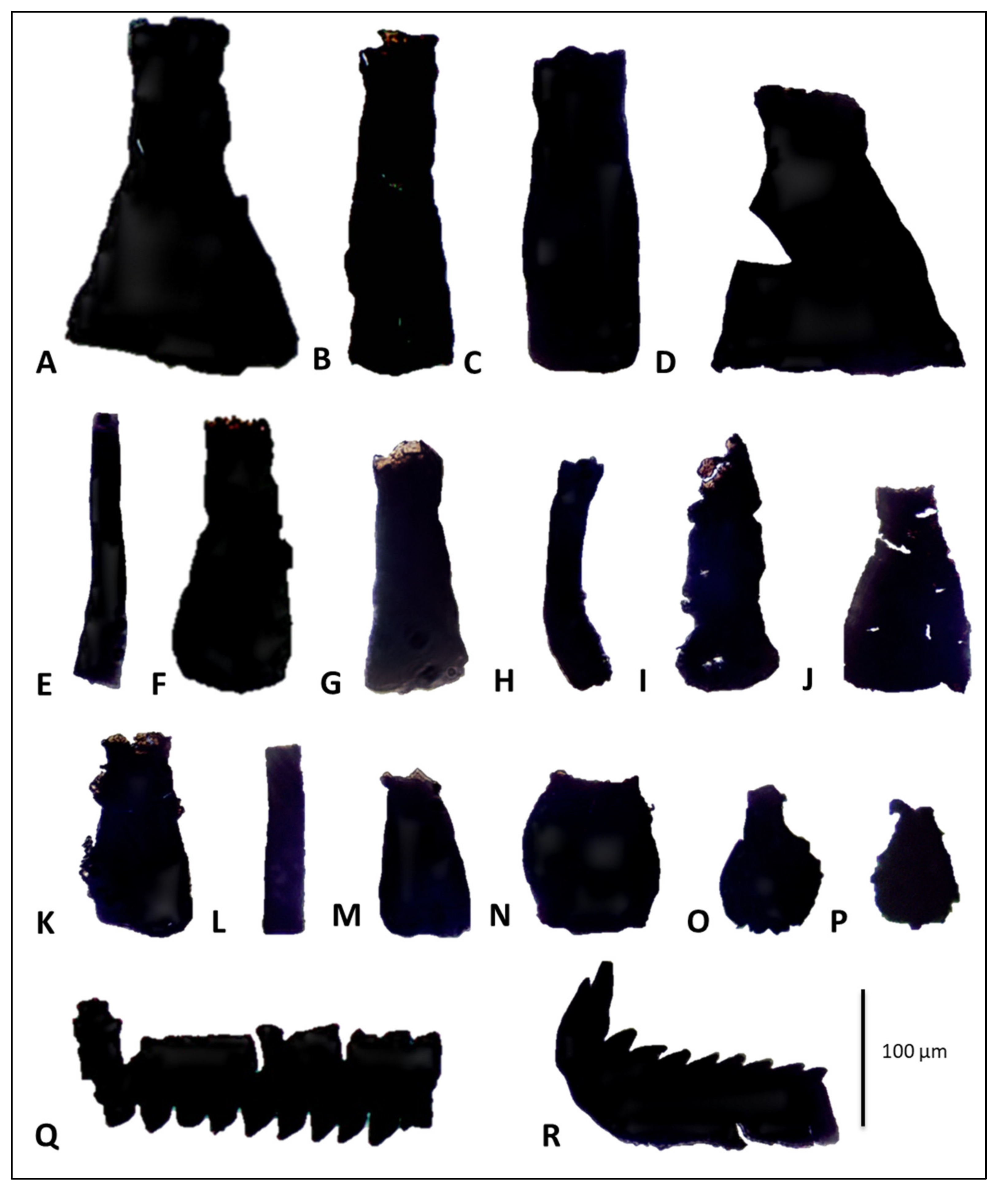 Fossstud 02 00013 g011