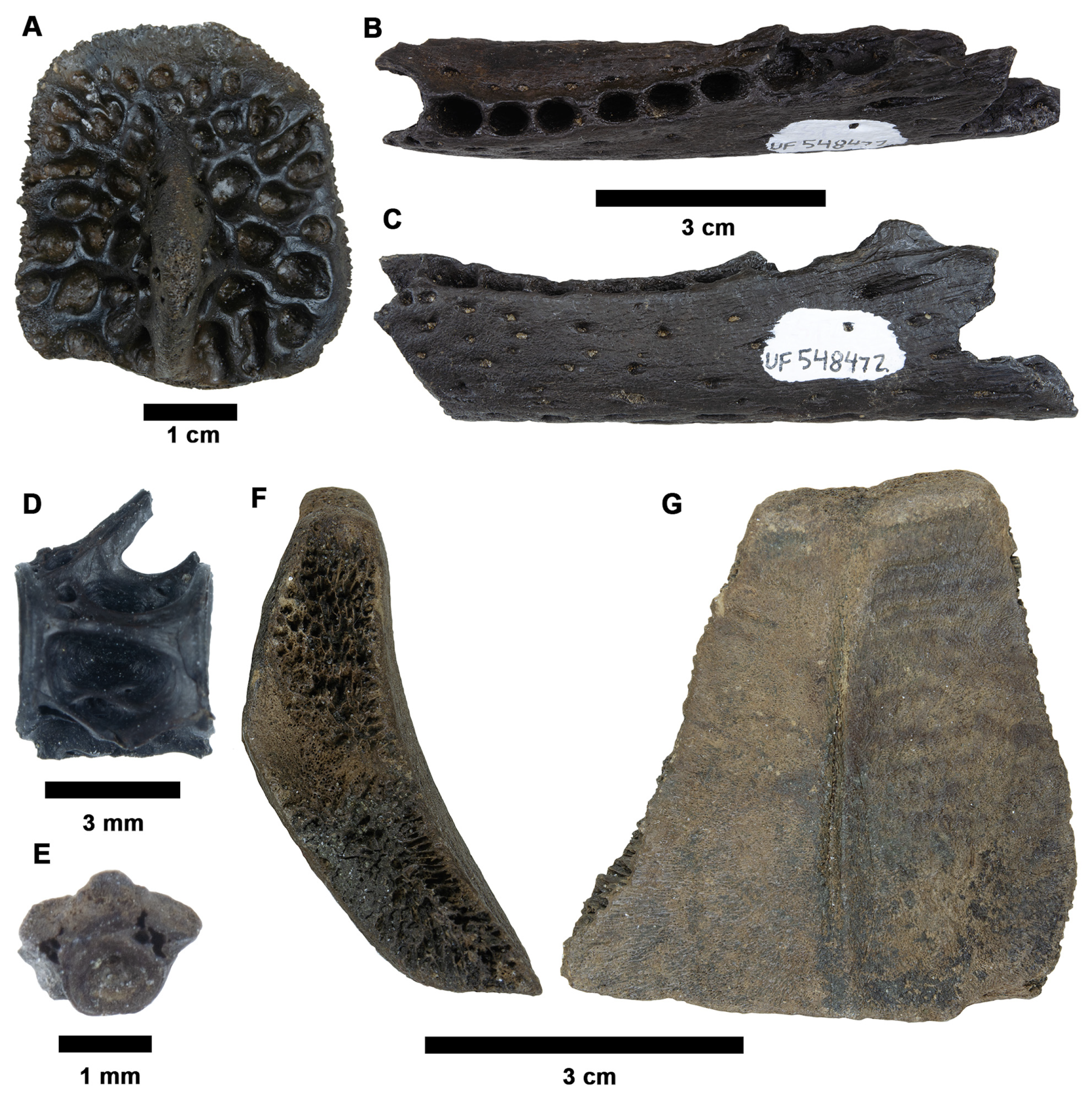 Fossstud 02 00014 g003