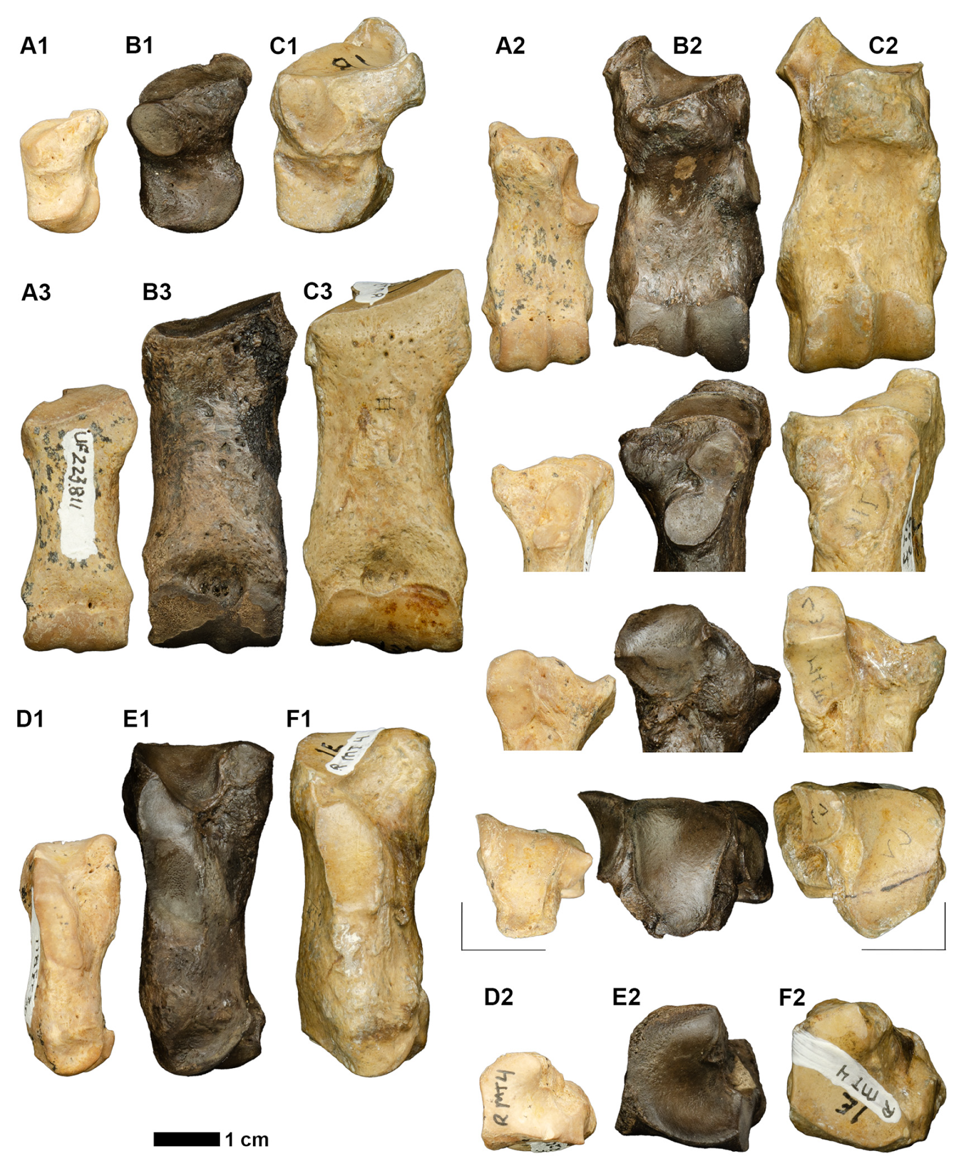 Fossstud 02 00014 g005