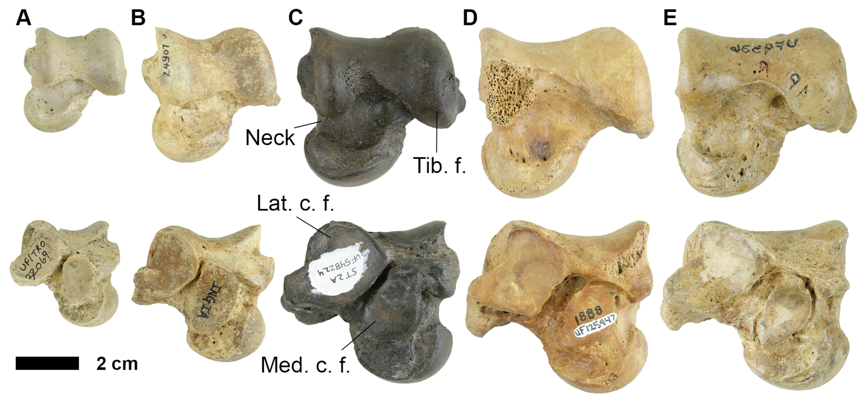 Fossstud 02 00014 g006