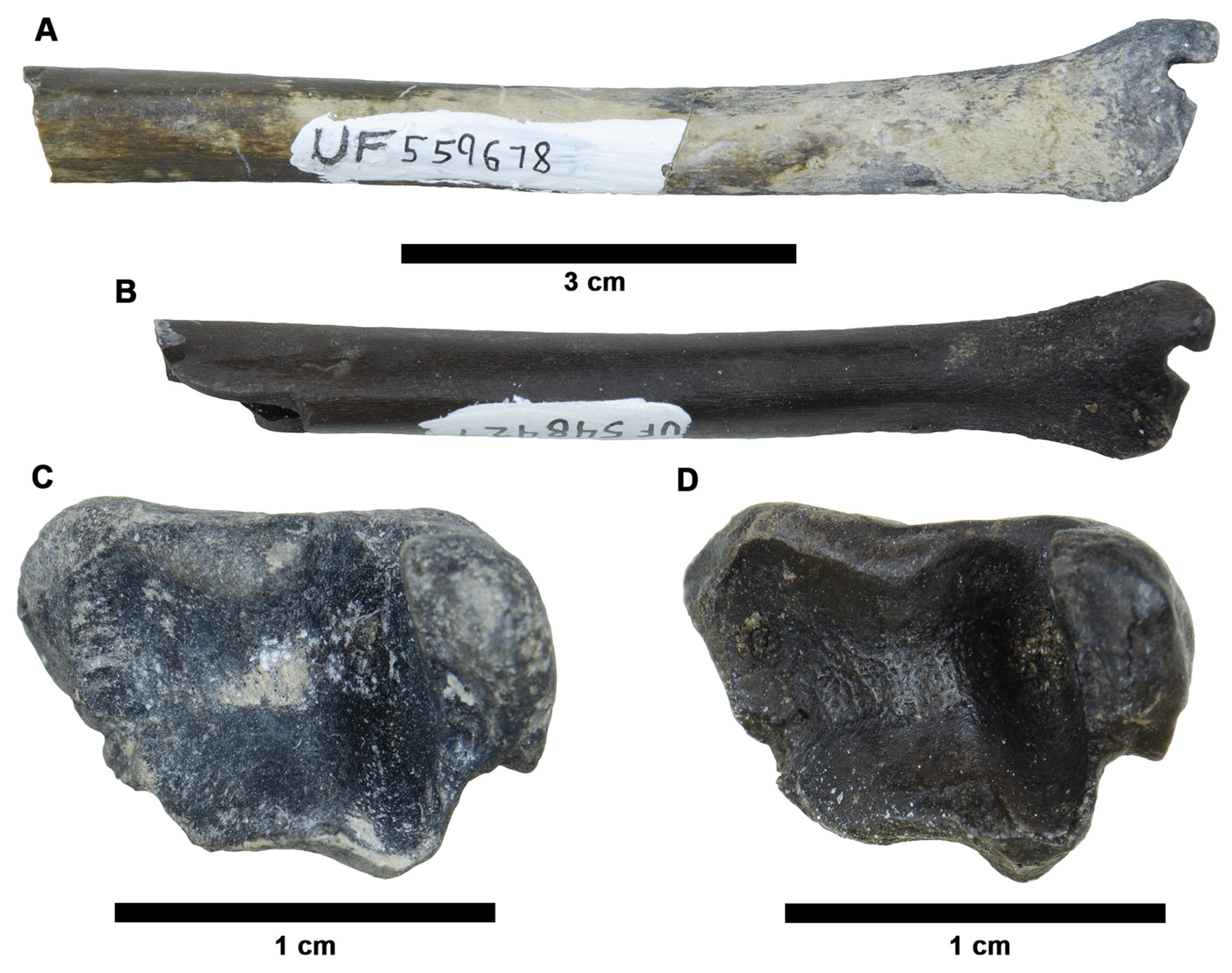 Fossstud 02 00014 g008