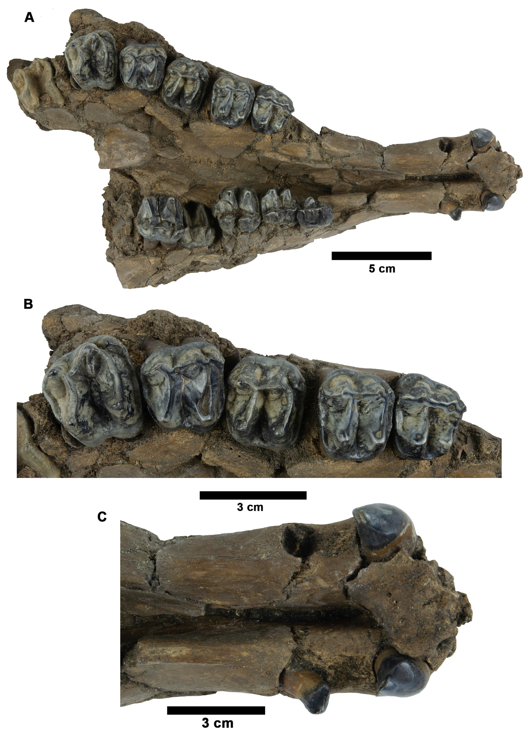 Fossstud 02 00014 g009