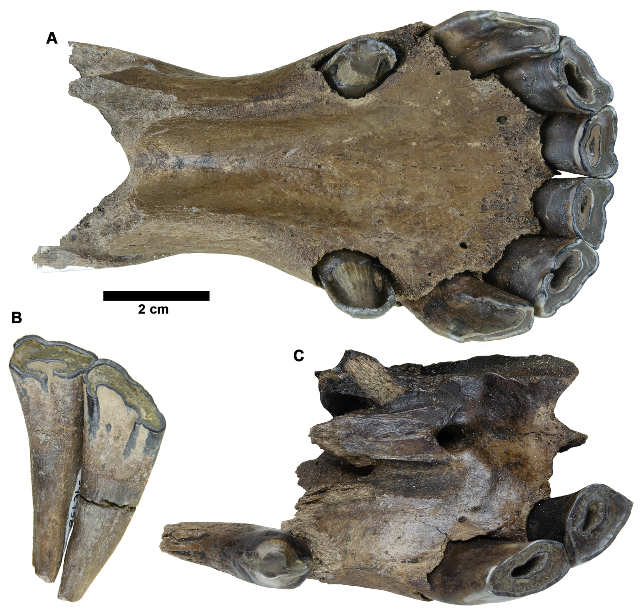 Fossstud 02 00014 g012