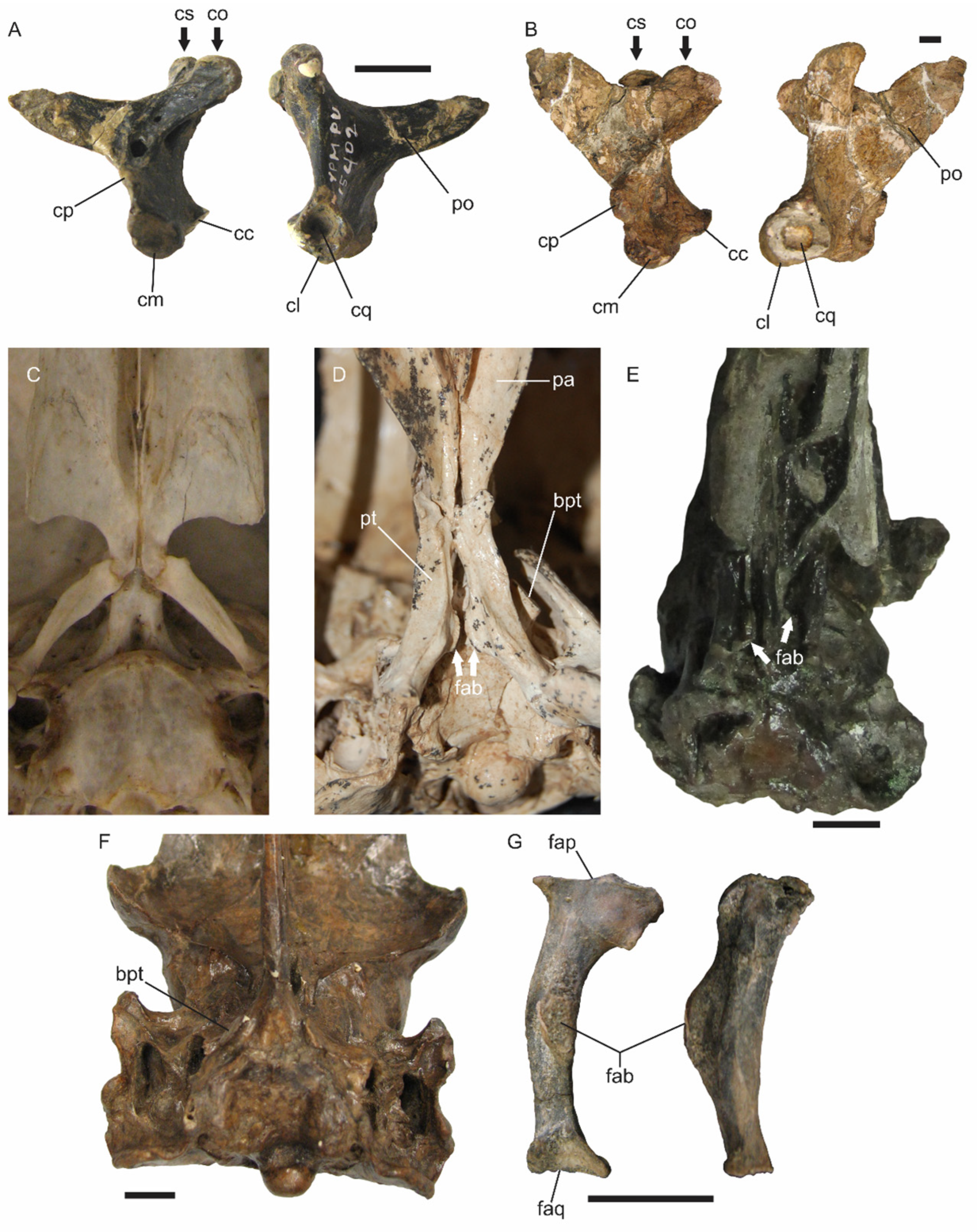 Fossstud 03 00012 g001