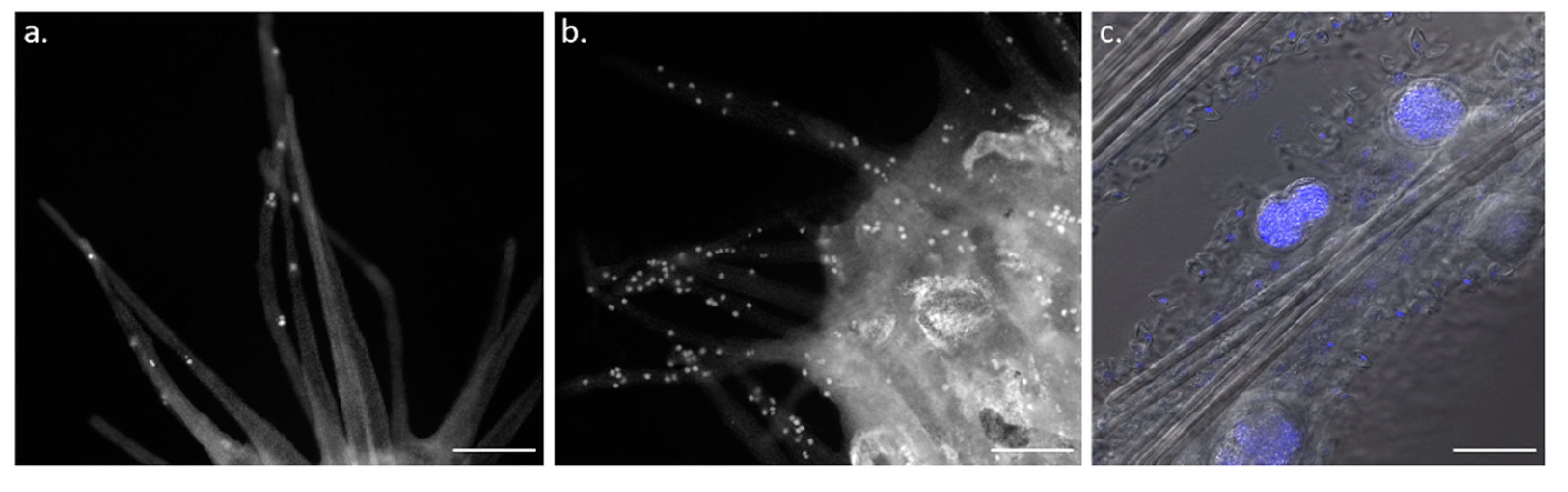 Foundations 03 00018 g004 Foundations 03 00018 g004