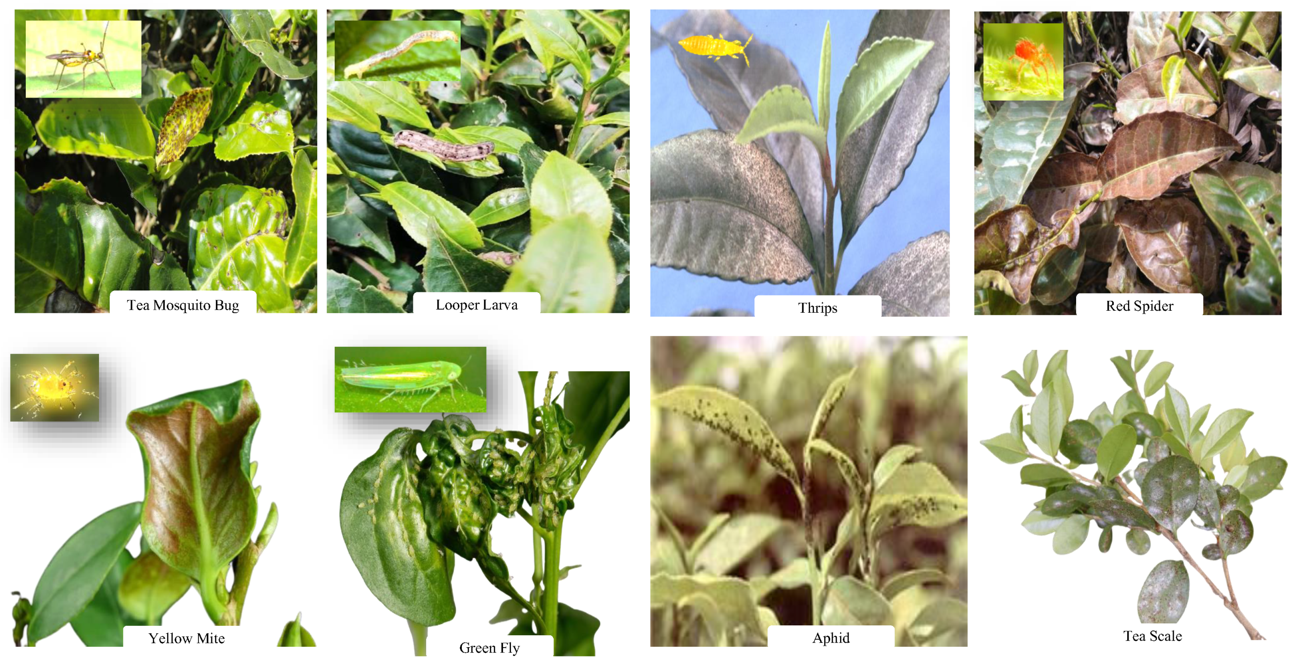 Fractalfract 06 00001 g001 550