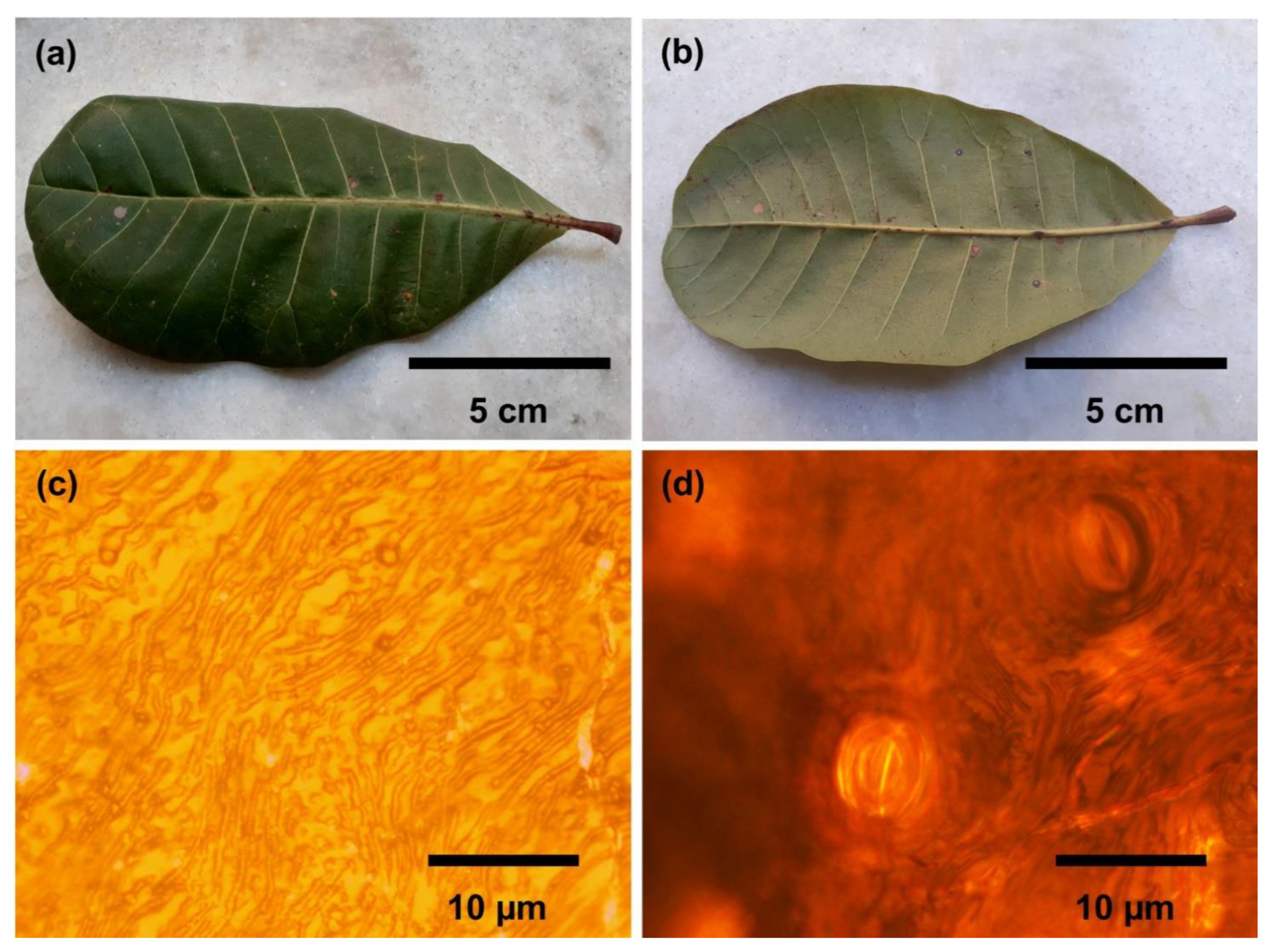 Fractalfract 06 00320 g001