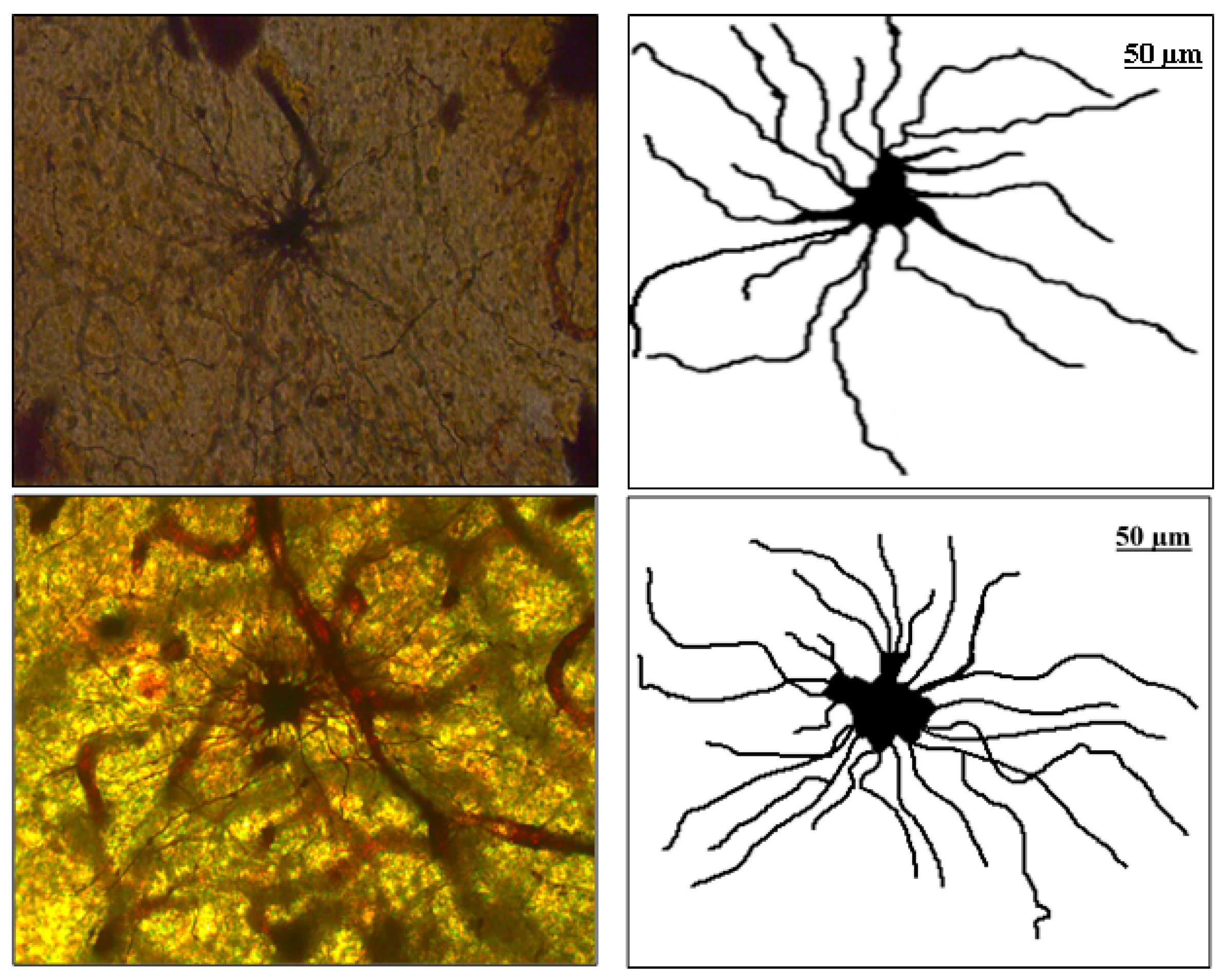 Fractalfract 07 00006 g001 Fractalfract 07 00006 g001