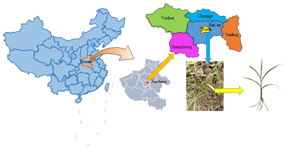 Structural and Fractal Analysis of Soil Cracks Due to the