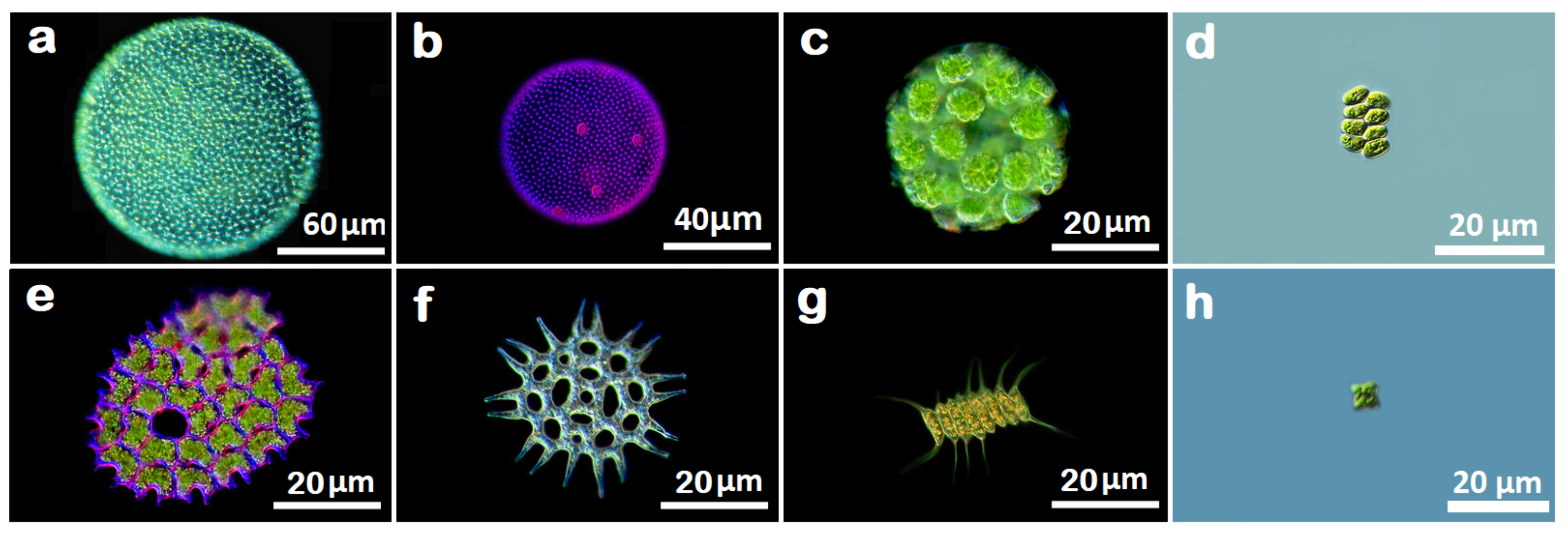 Fractalfract 07 00028 g002 Fractalfract 07 00028 g002