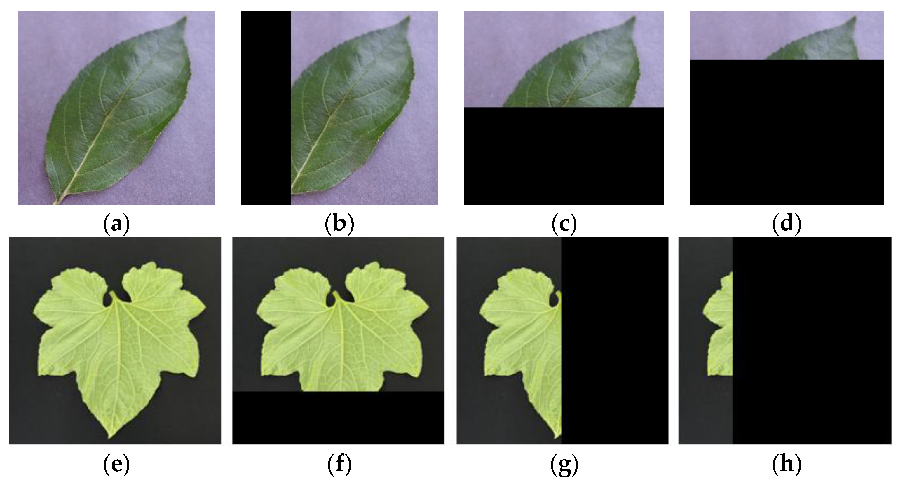 Fractalfract 08 00633 g001